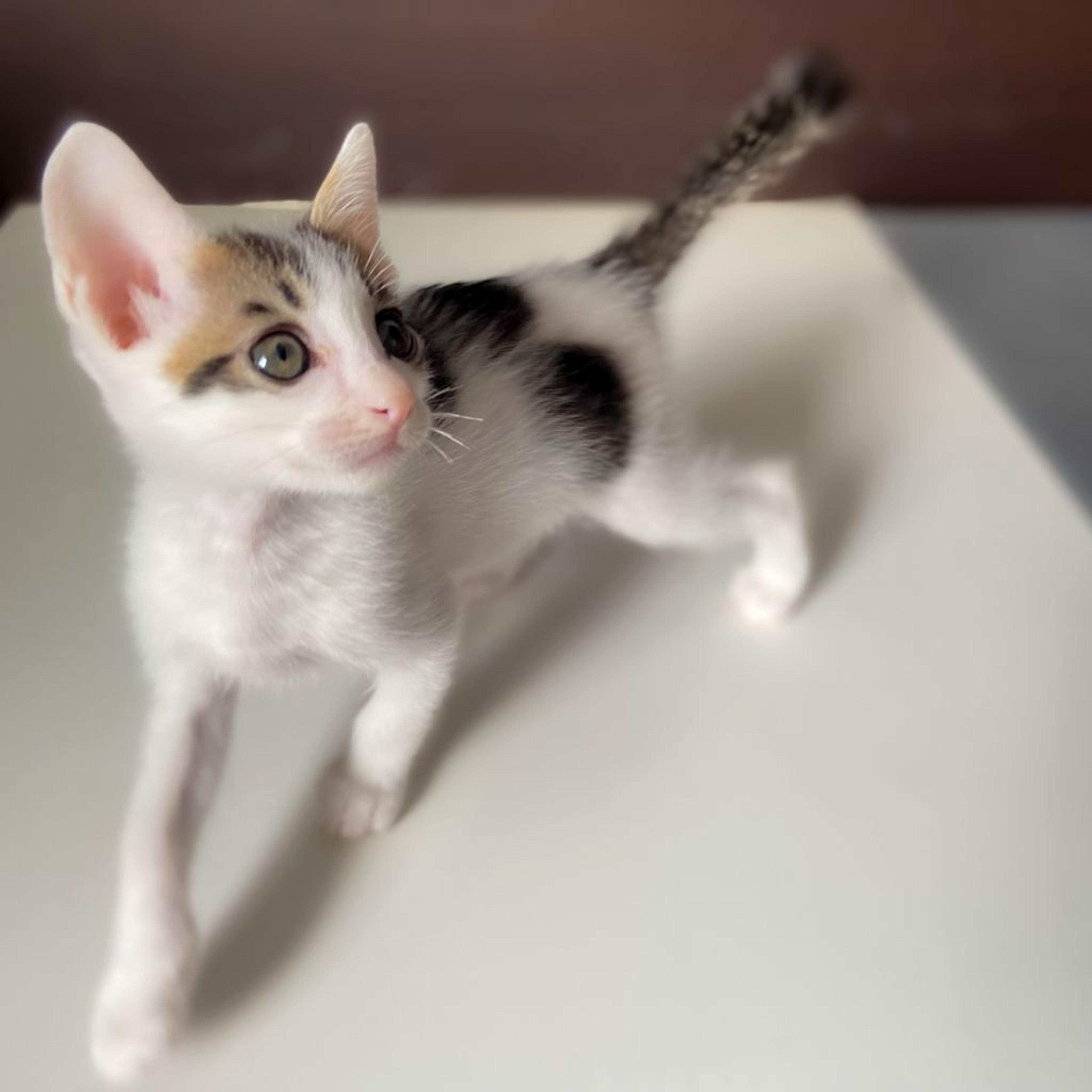 pet-image-2