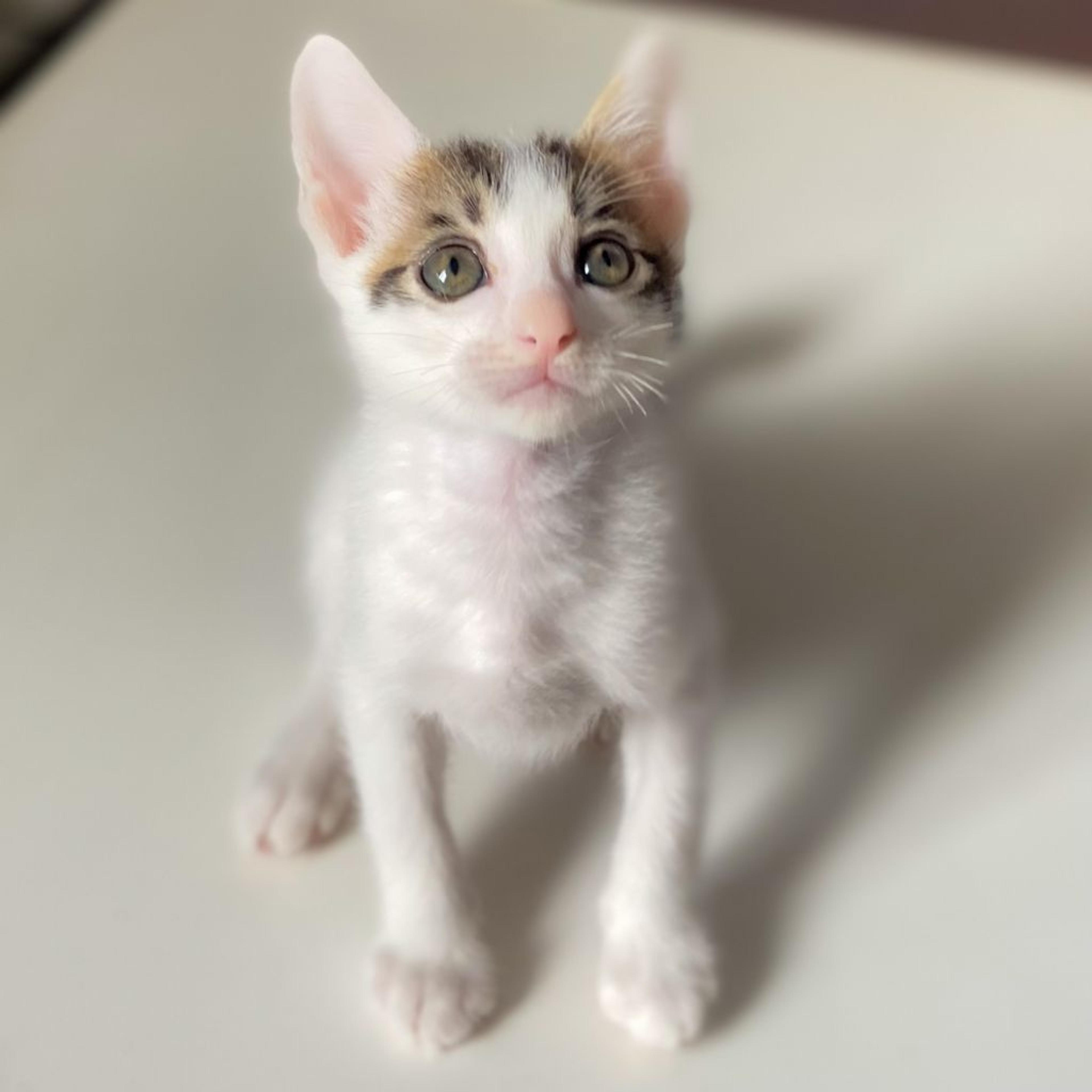 pet-image-3
