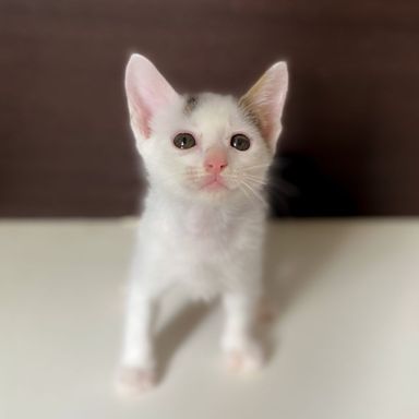 ランディの写真