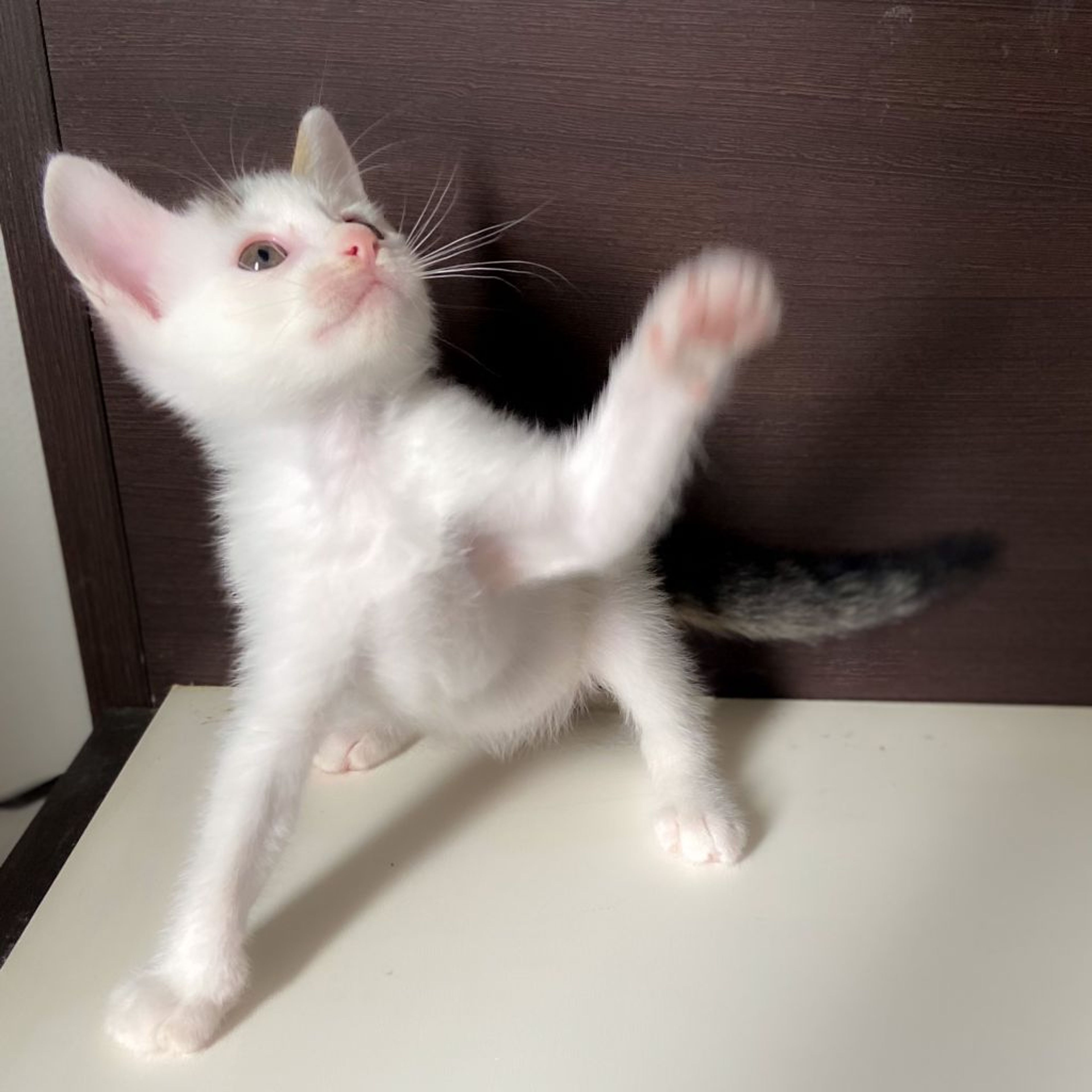 pet-image-2