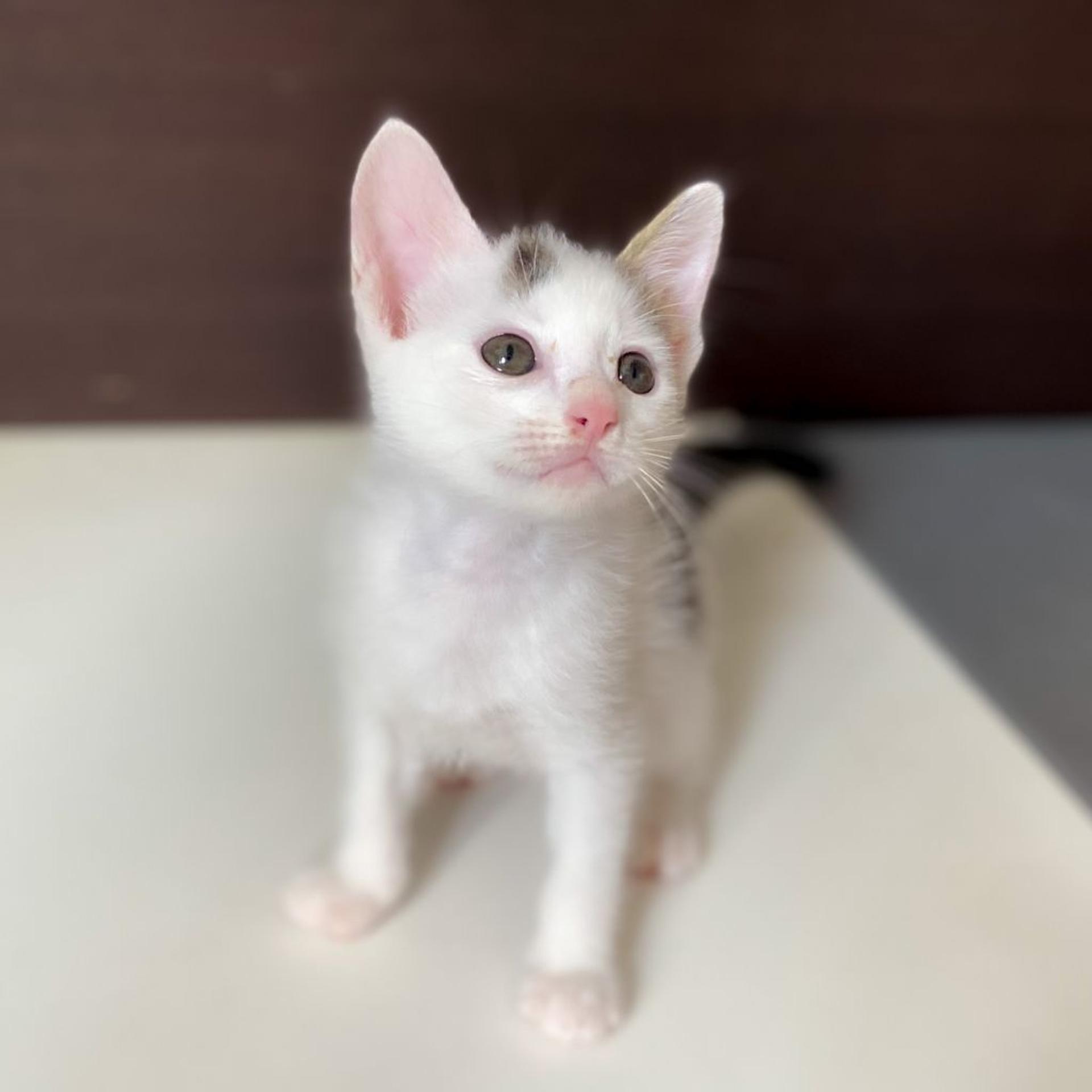 pet-image-3