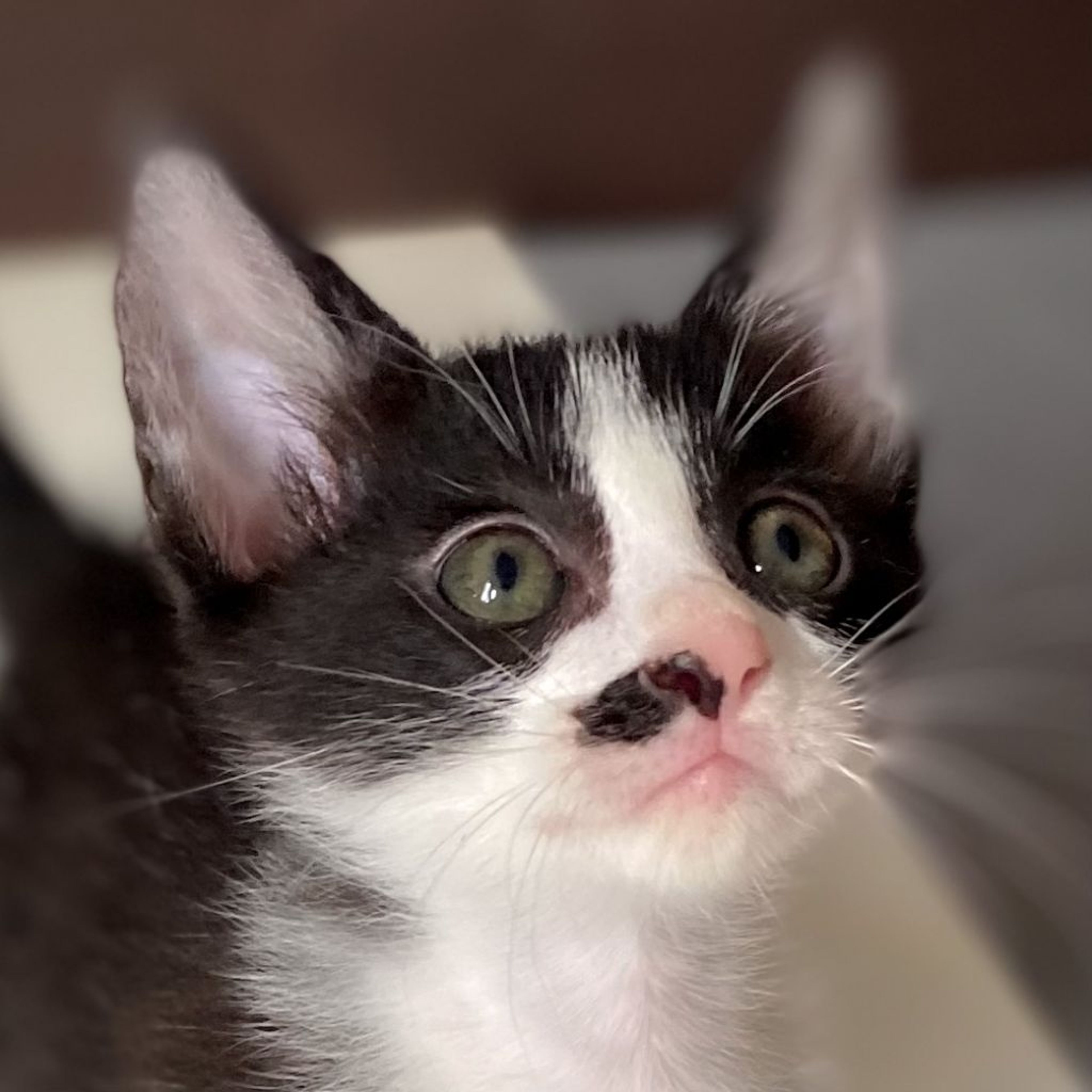 雑種（ミックス猫）・オスの里親募集の写真