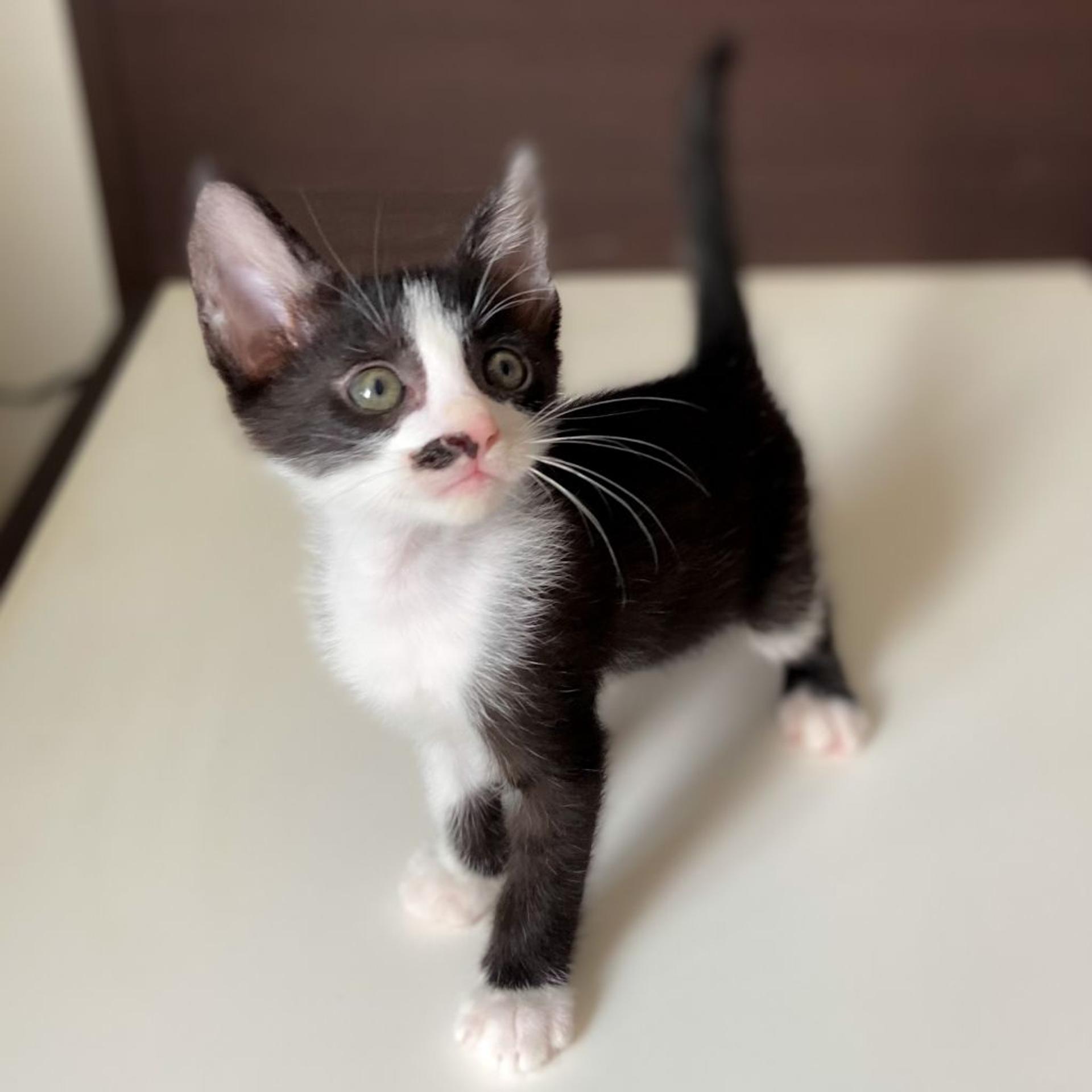 pet-image-2