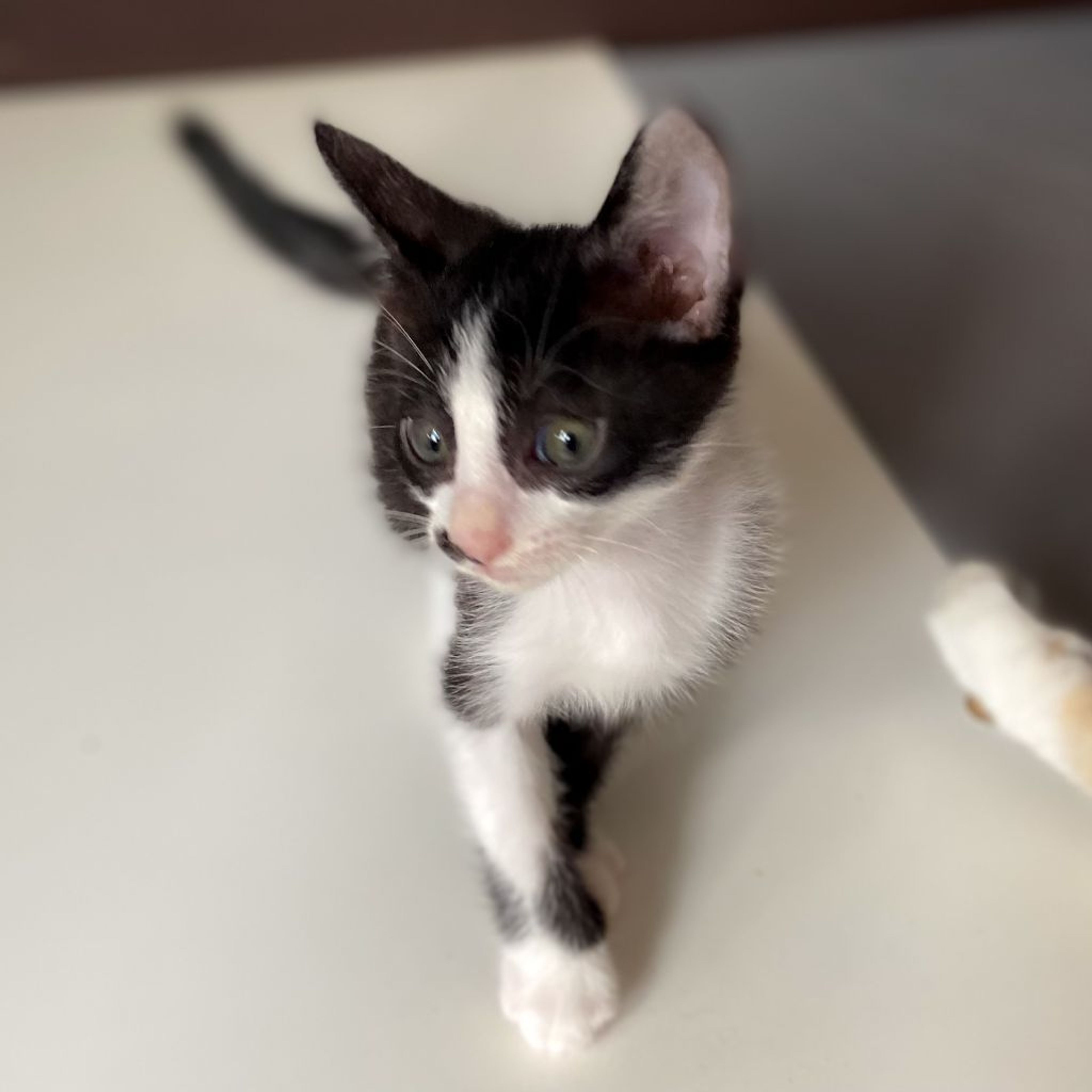 pet-image-3