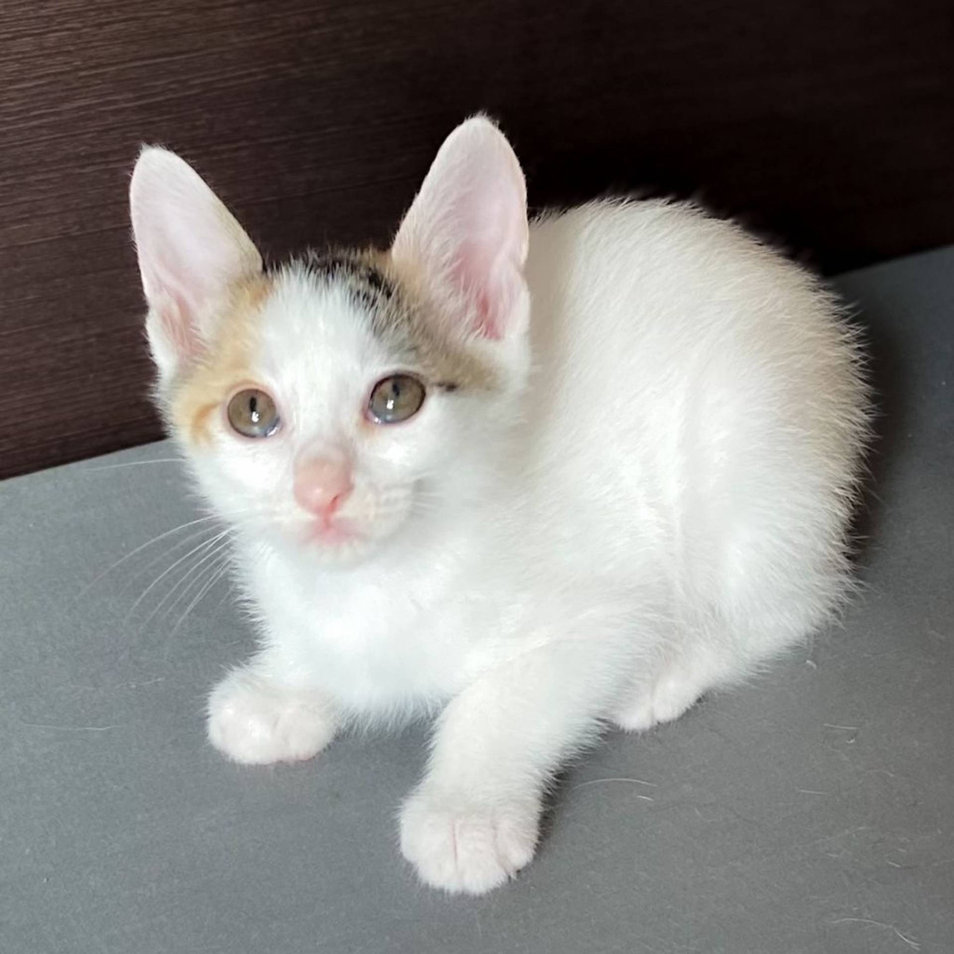 雑種（ミックス猫）・メスの里親募集の写真