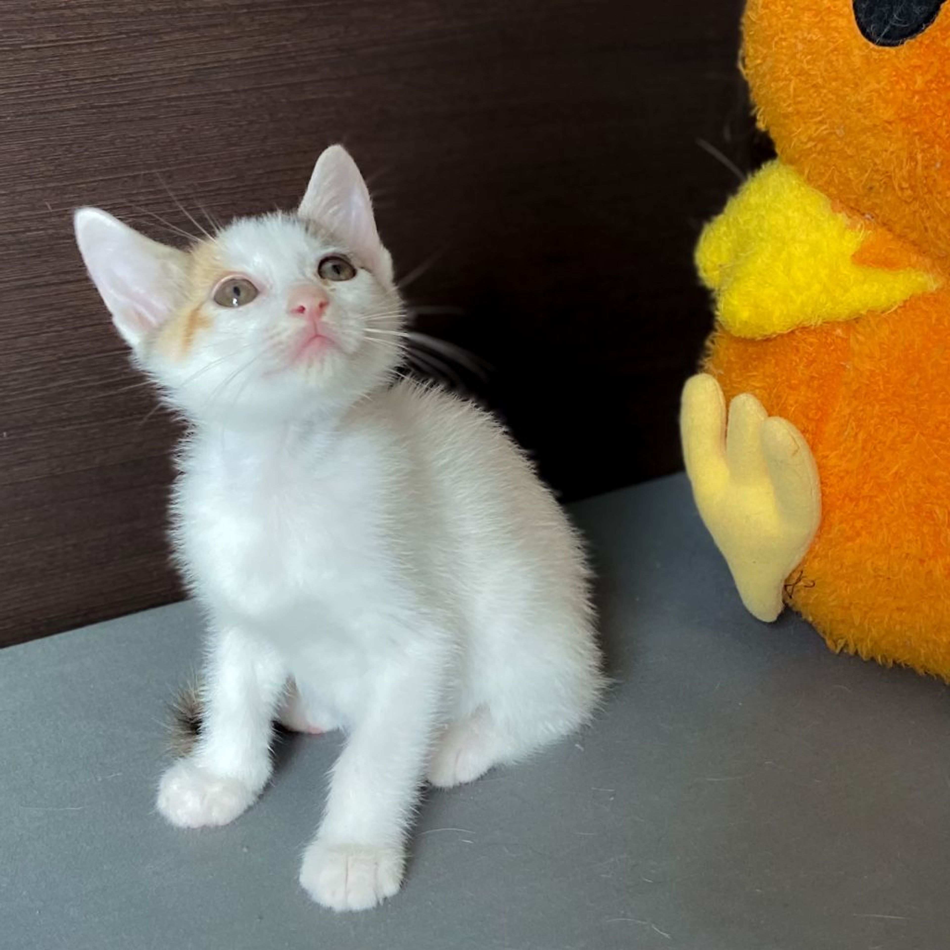 pet-image-2