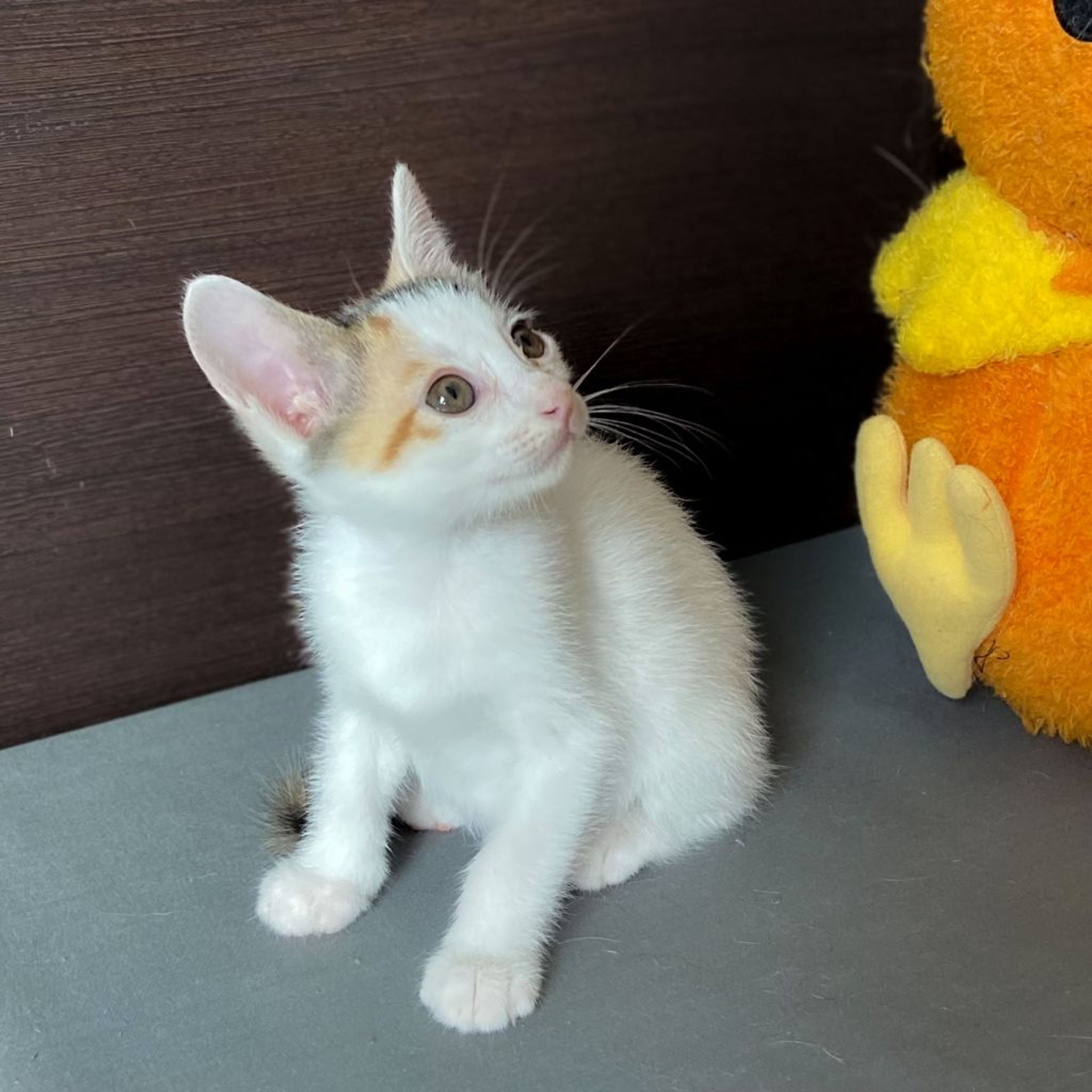 pet-image-3