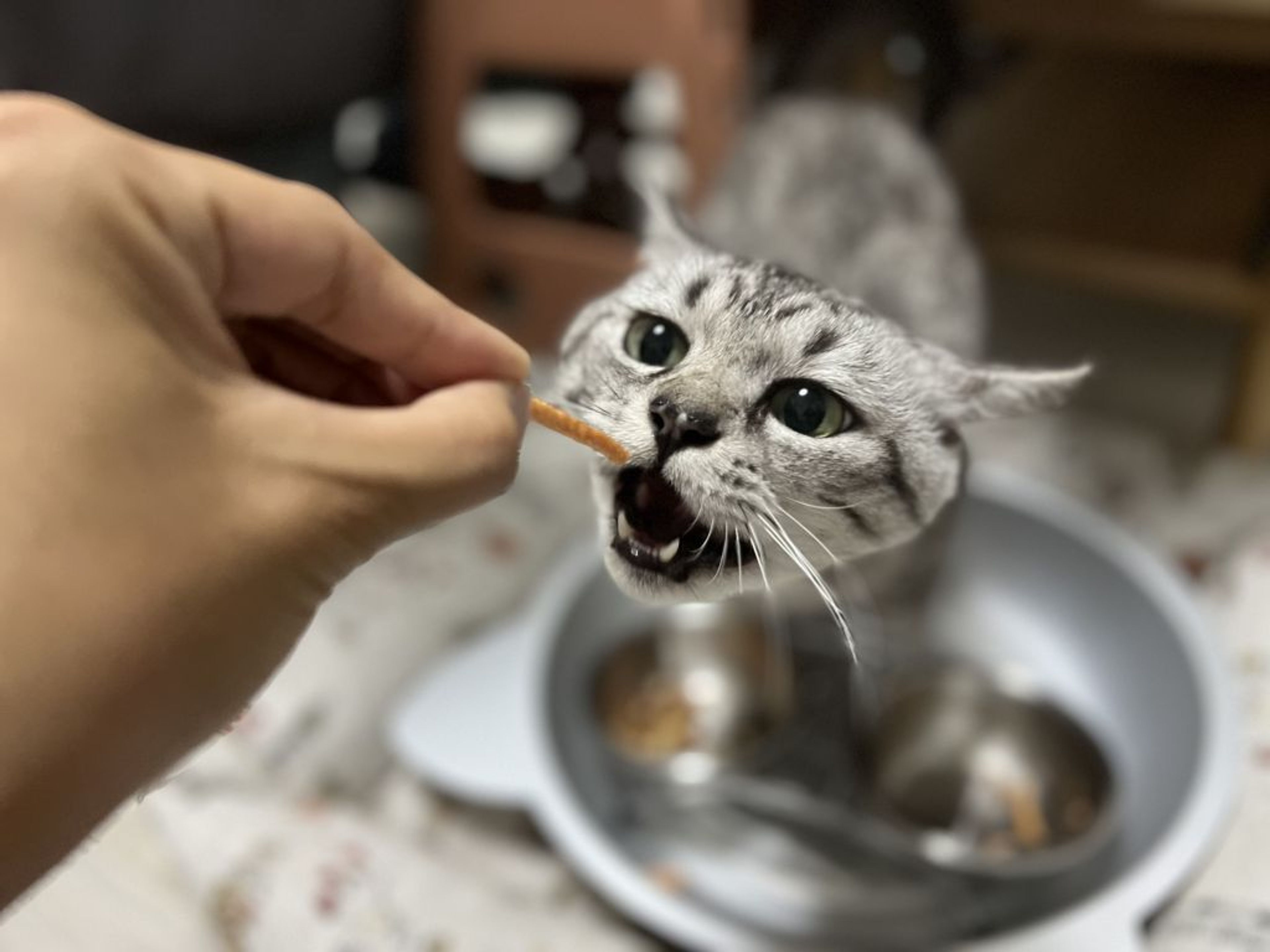 pet-image-3