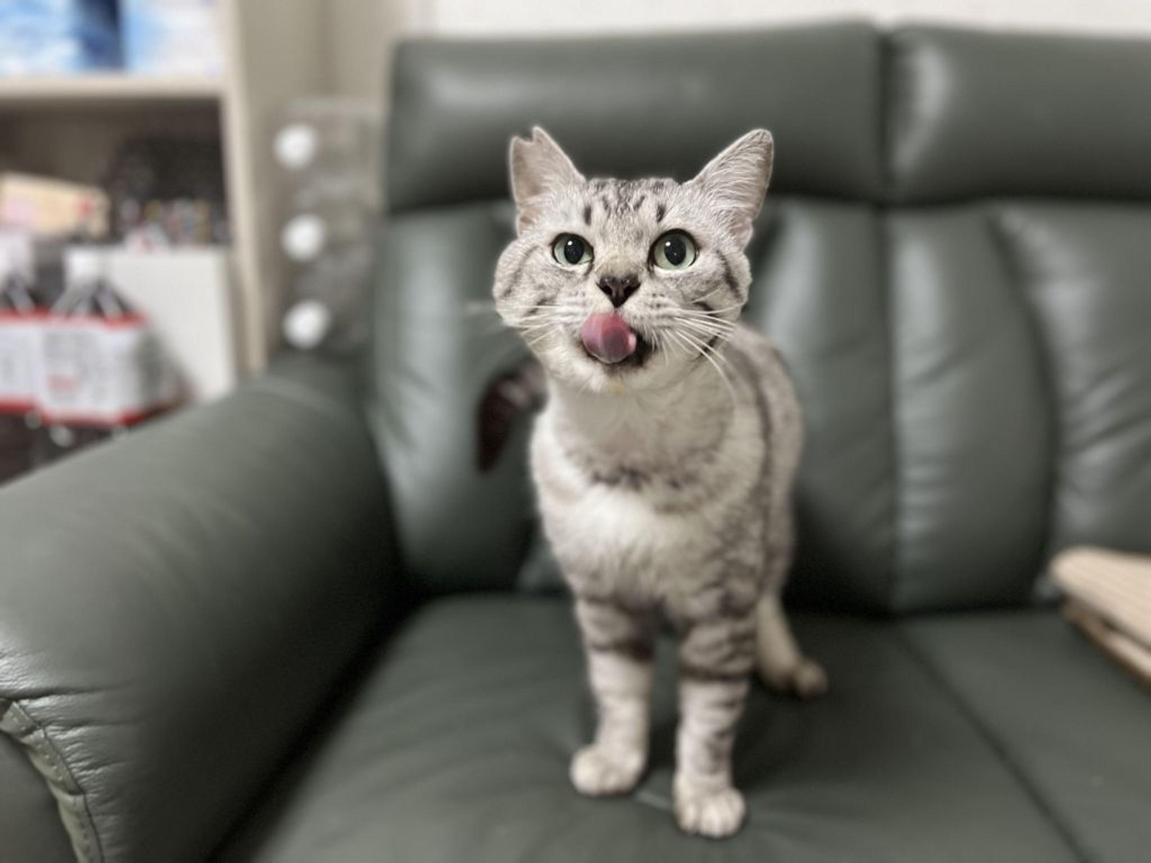 pet-image-4