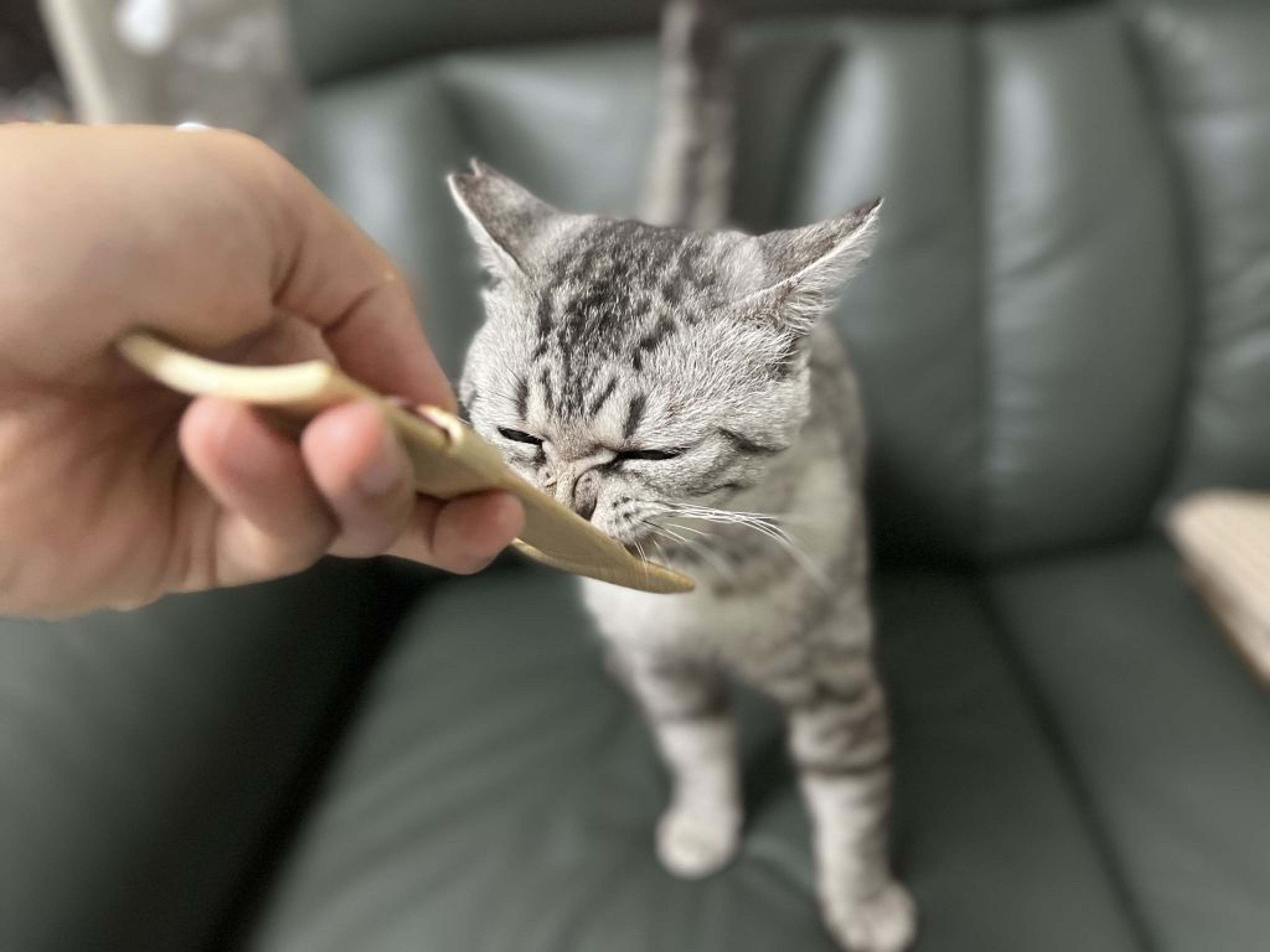 pet-image-5
