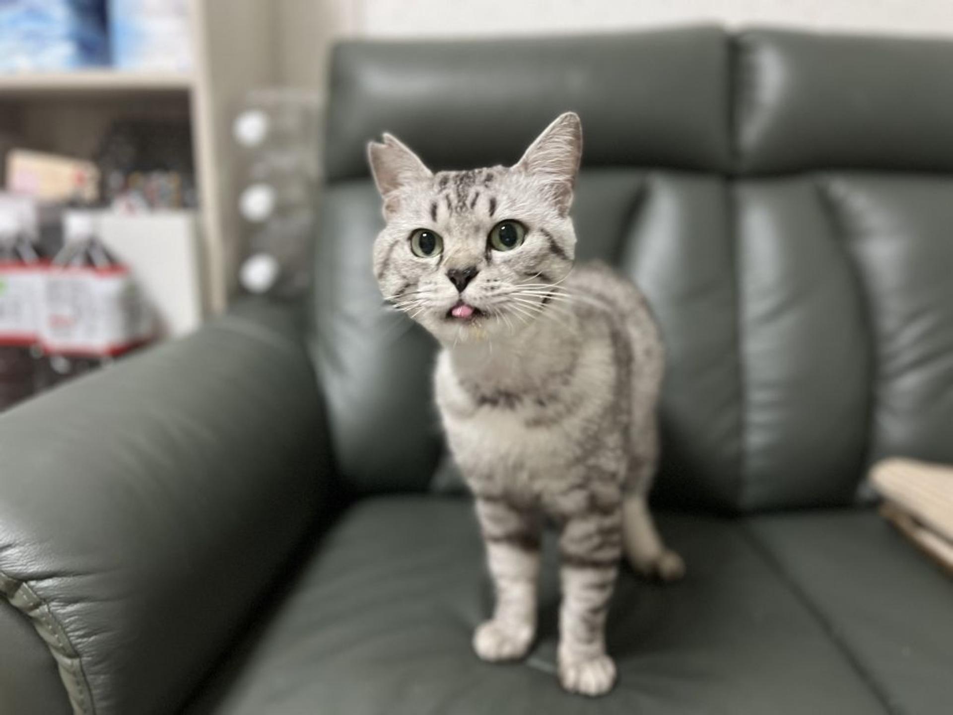 pet-image-6