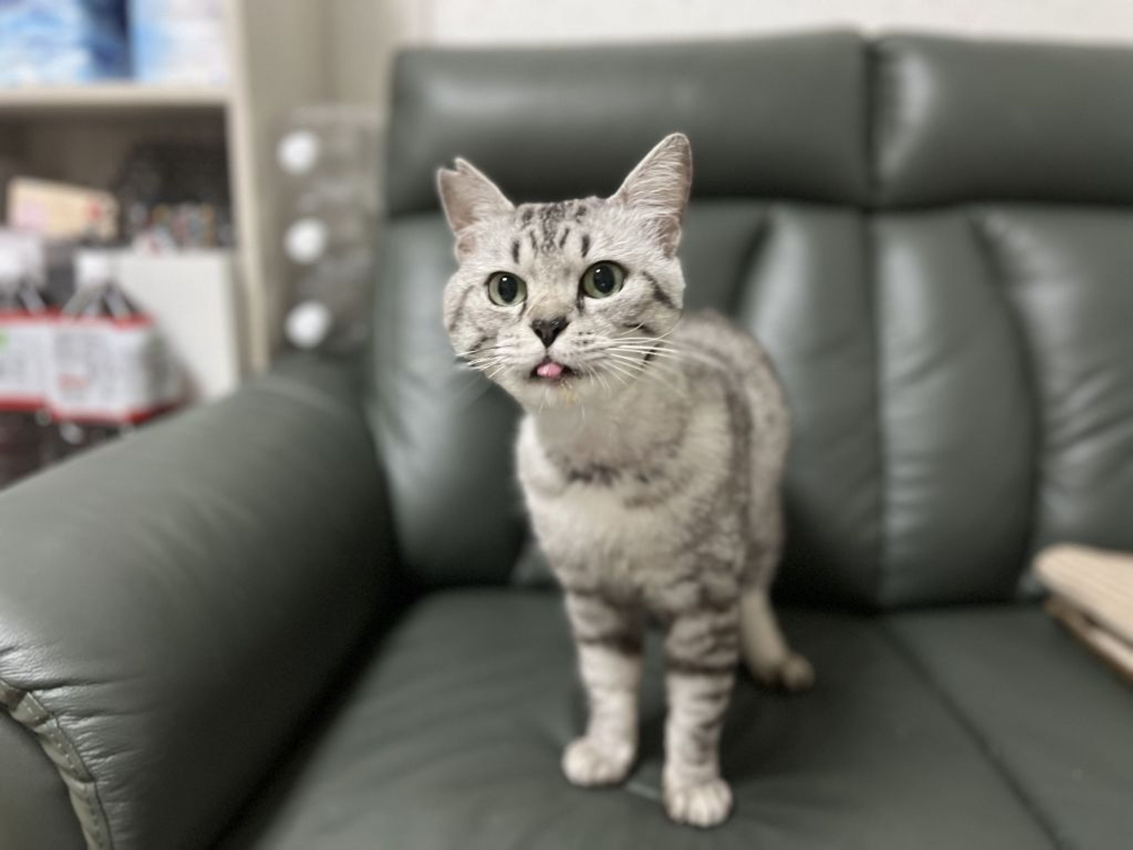 pet-image-6