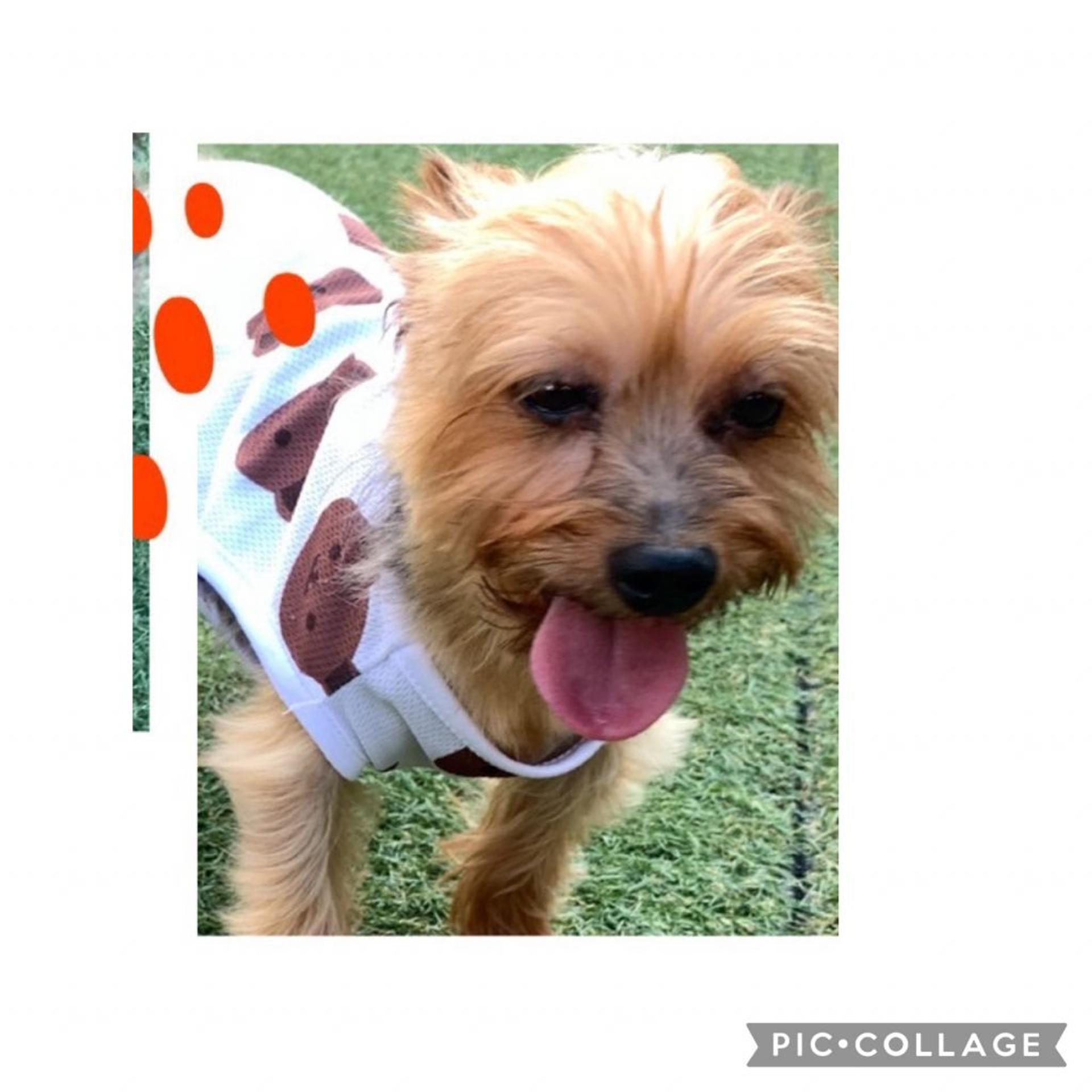 pet-image-3