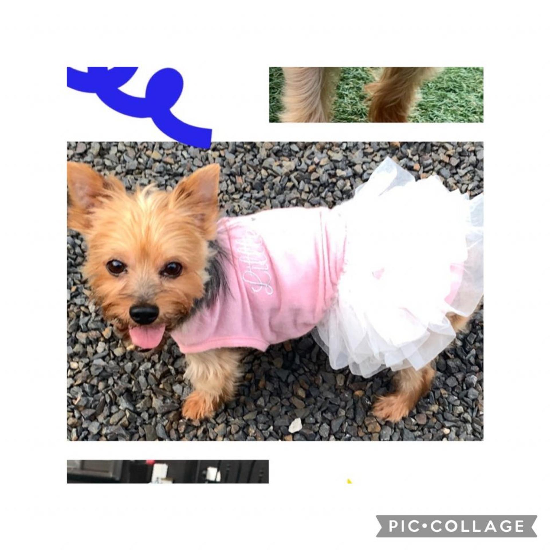 pet-image-4
