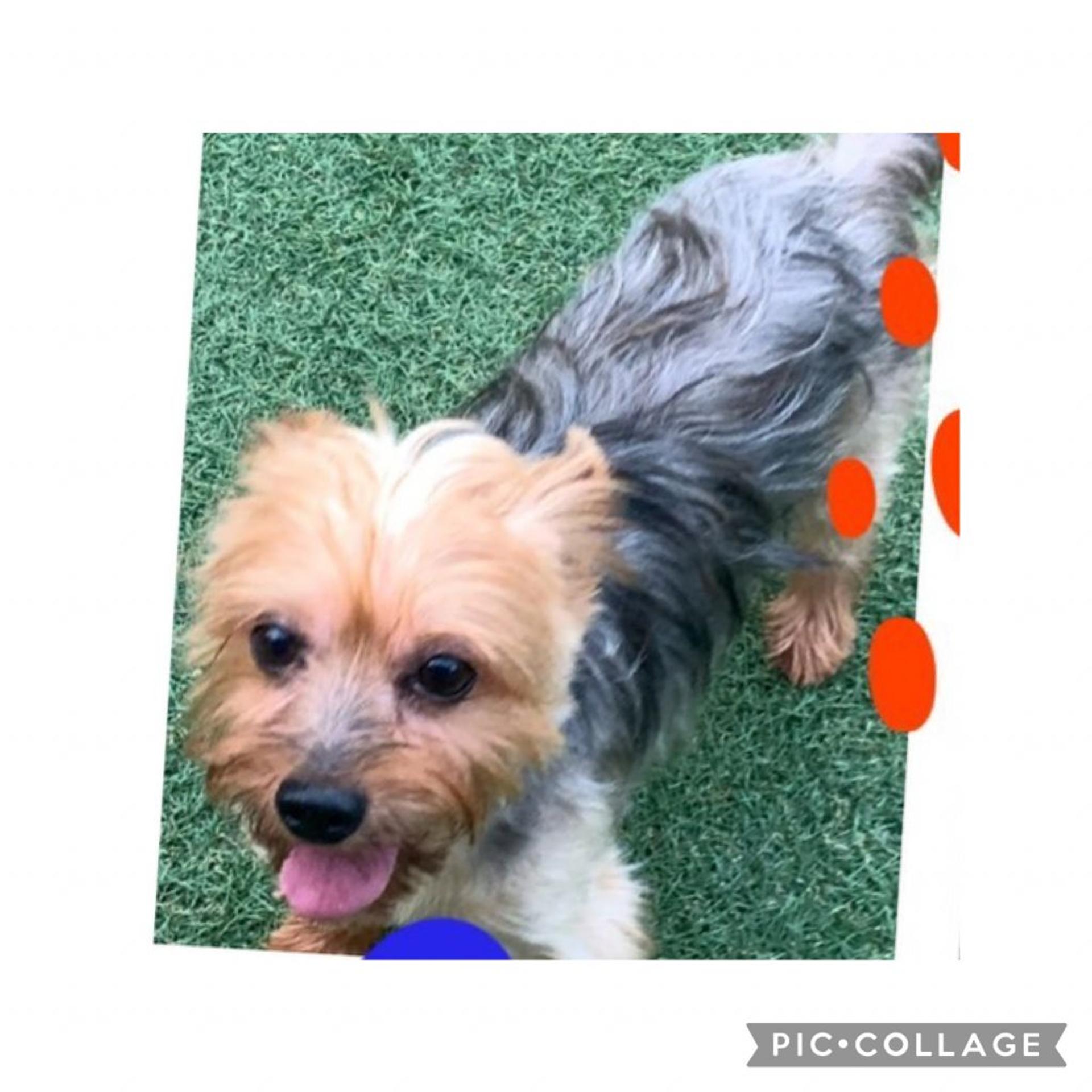 pet-image-5