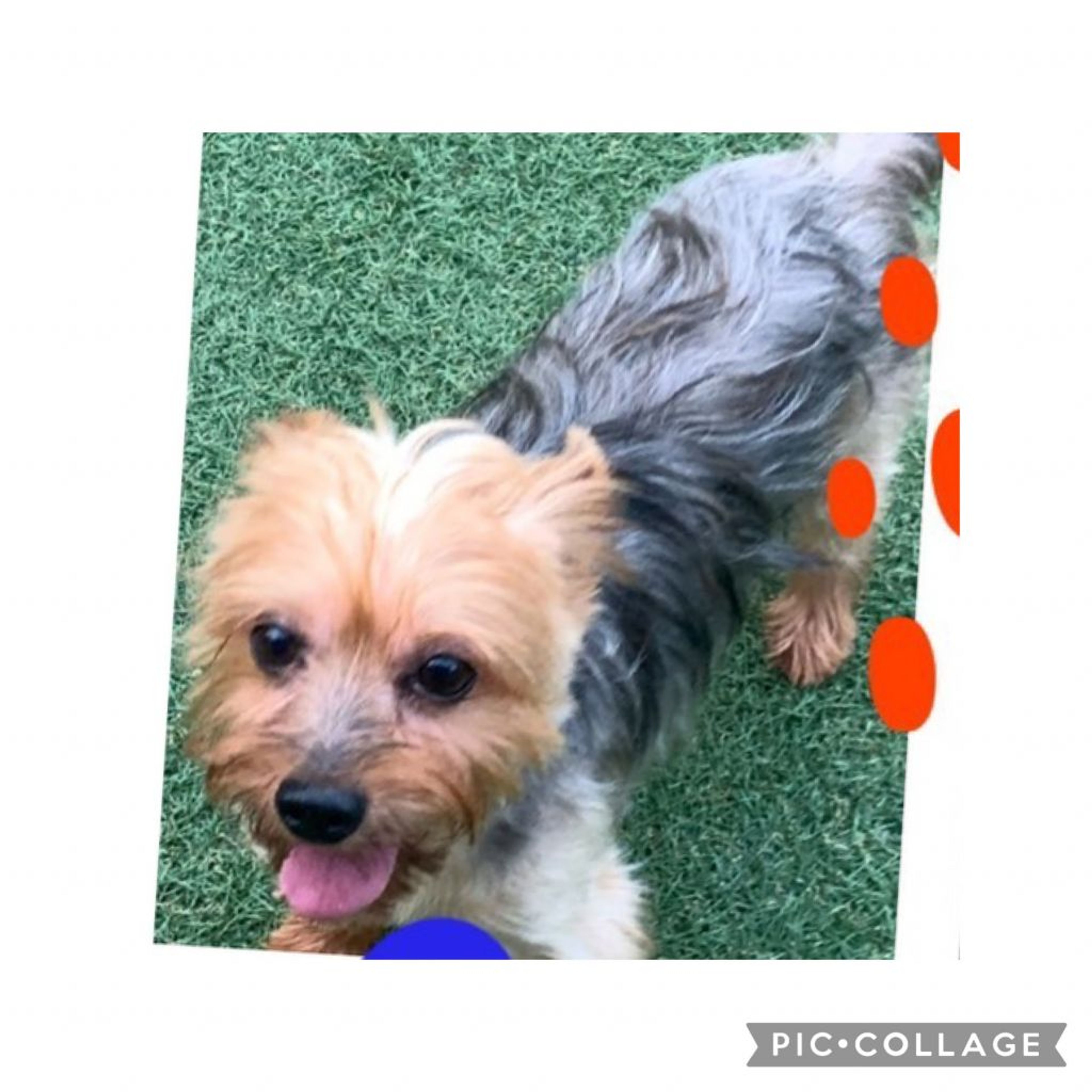 pet-image-5