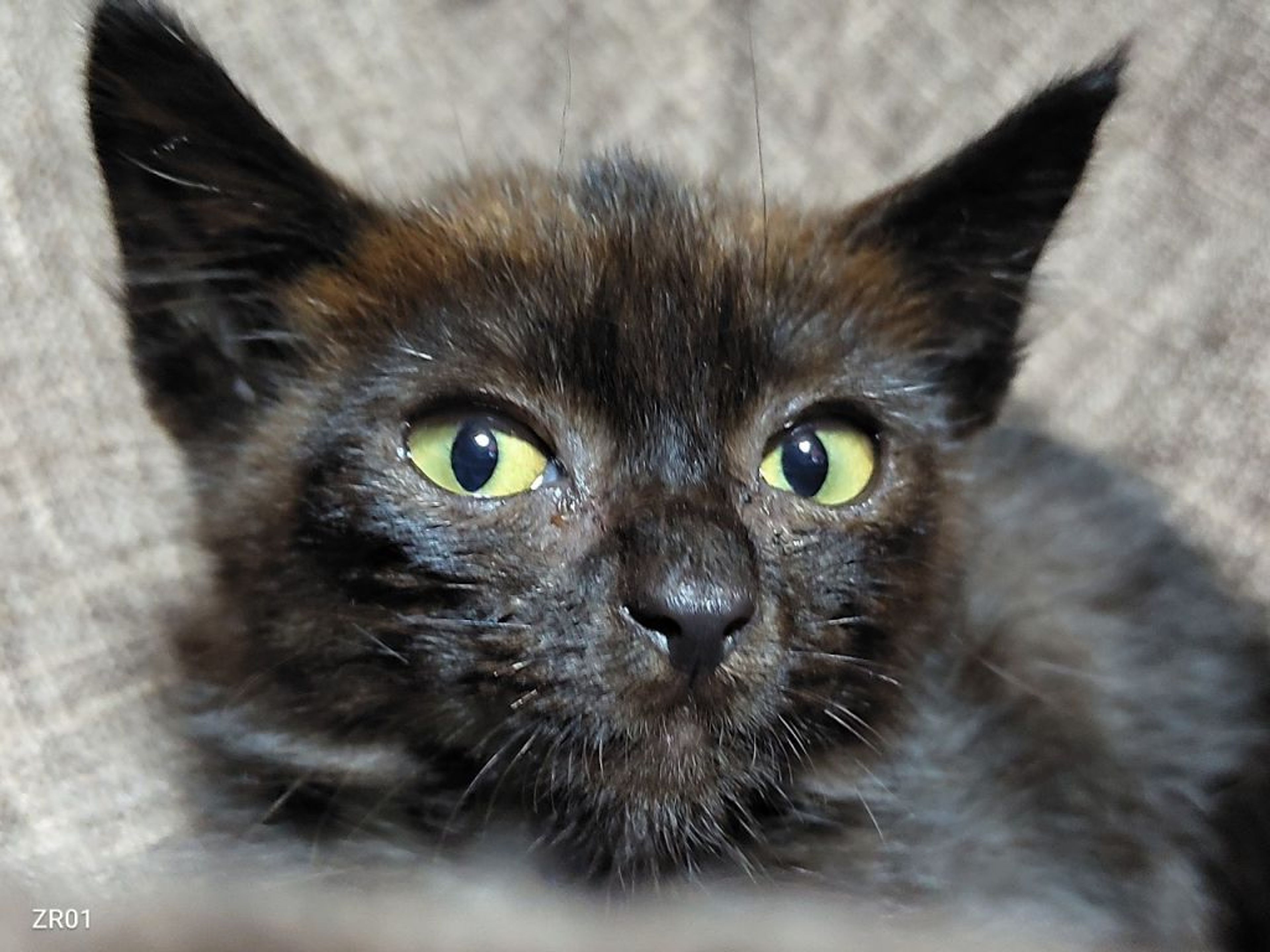 雑種（ミックス猫）・メスの里親募集の写真