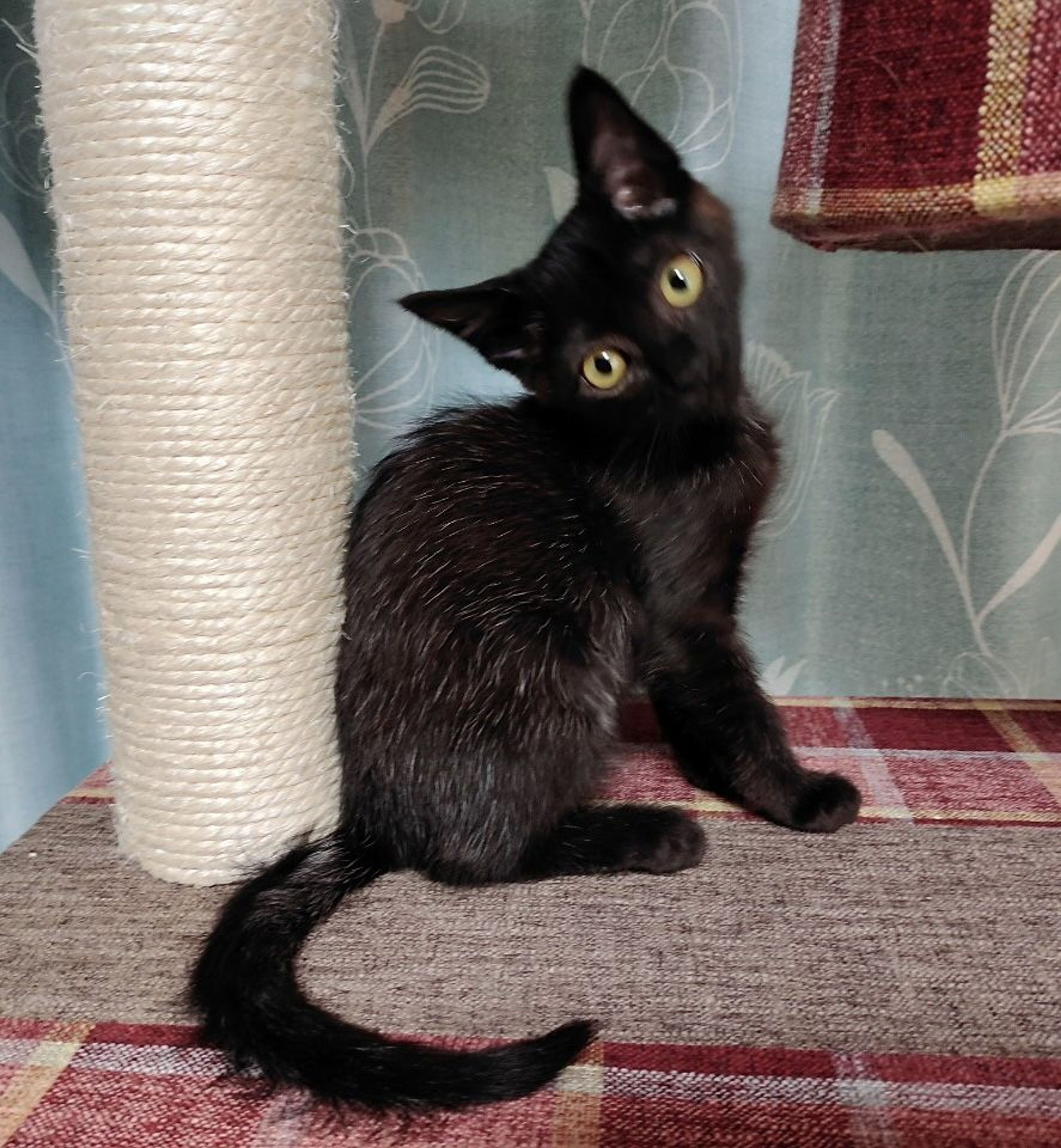 pet-image-2