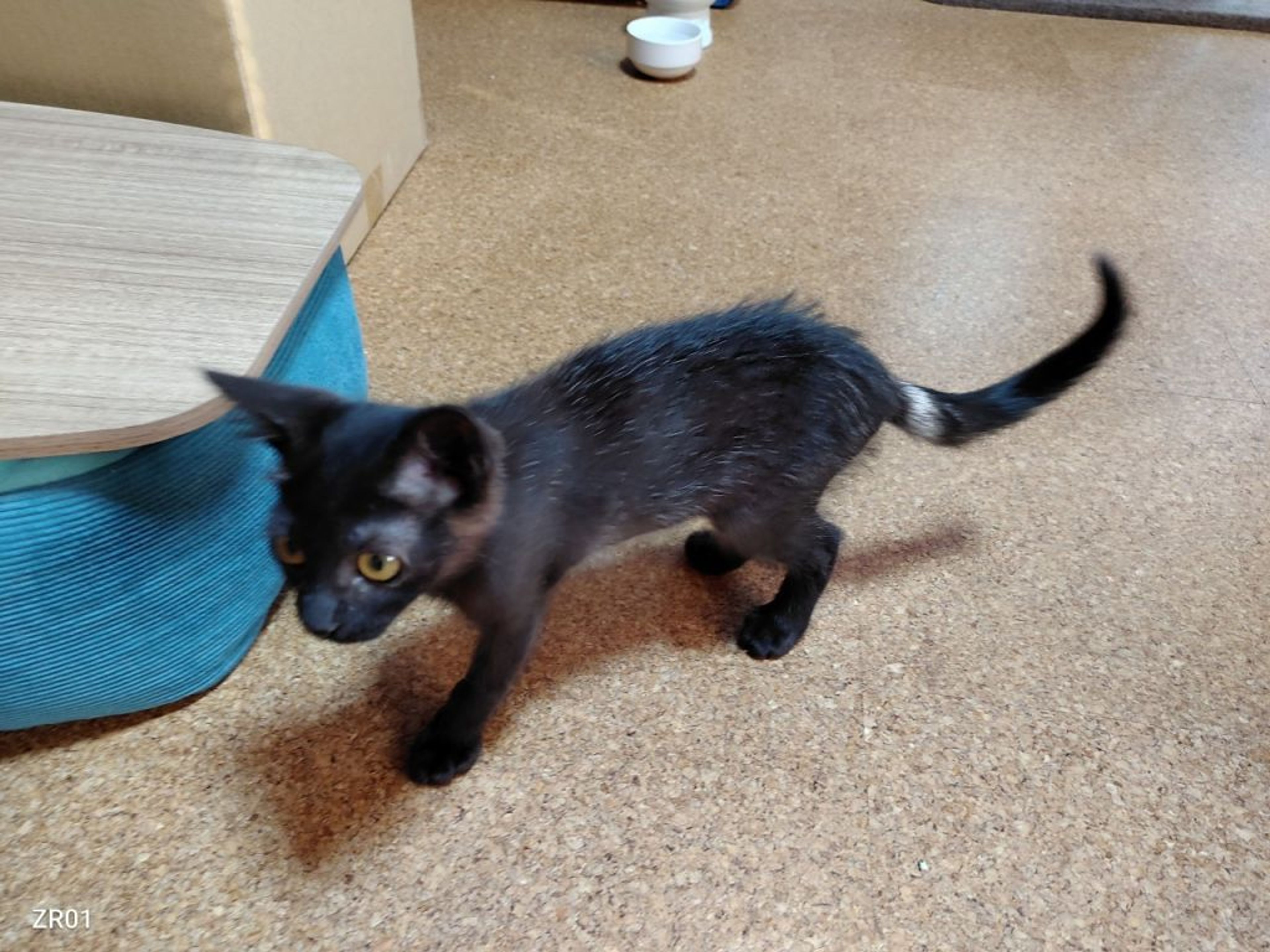 pet-image-3