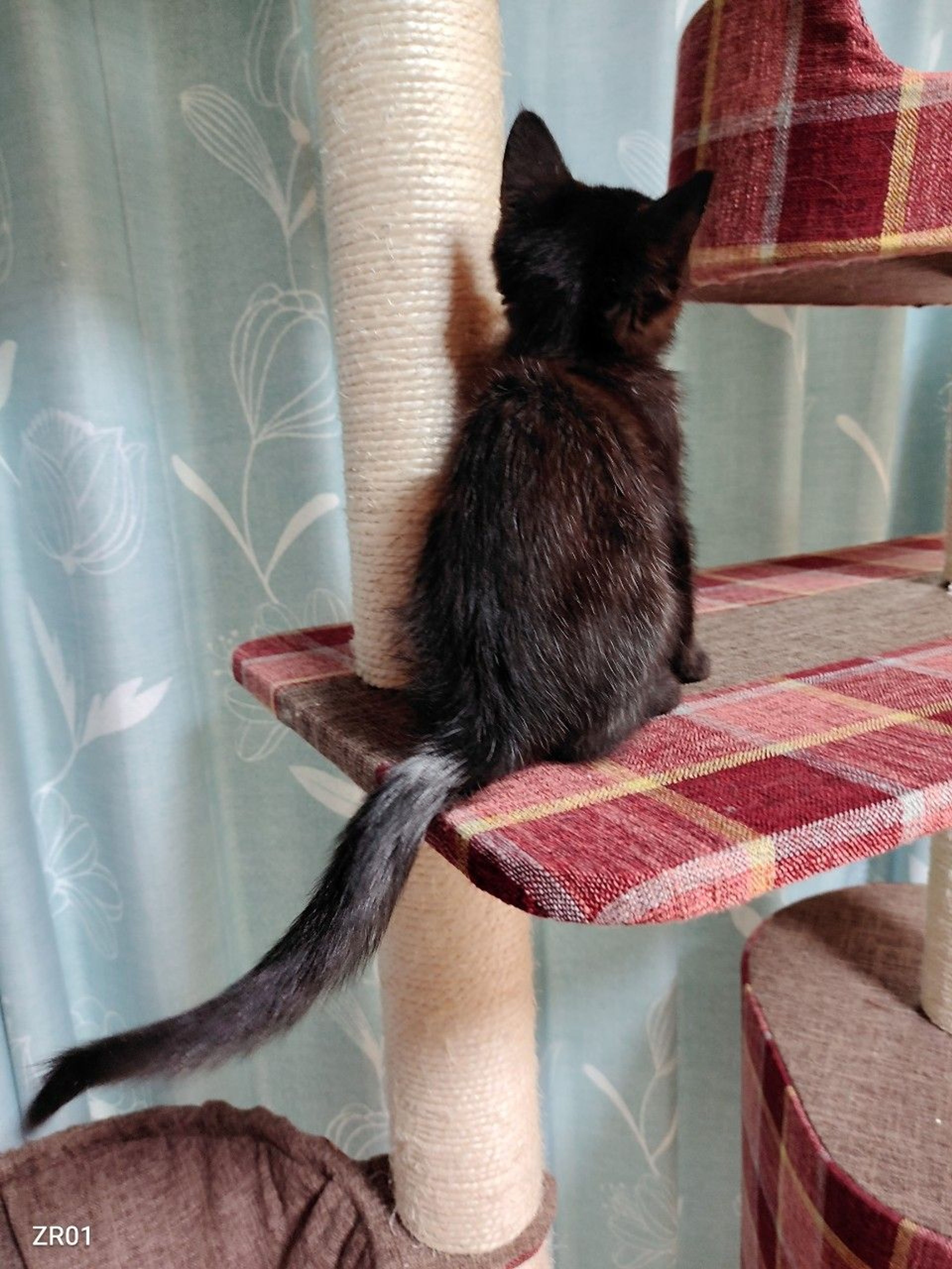 pet-image-4