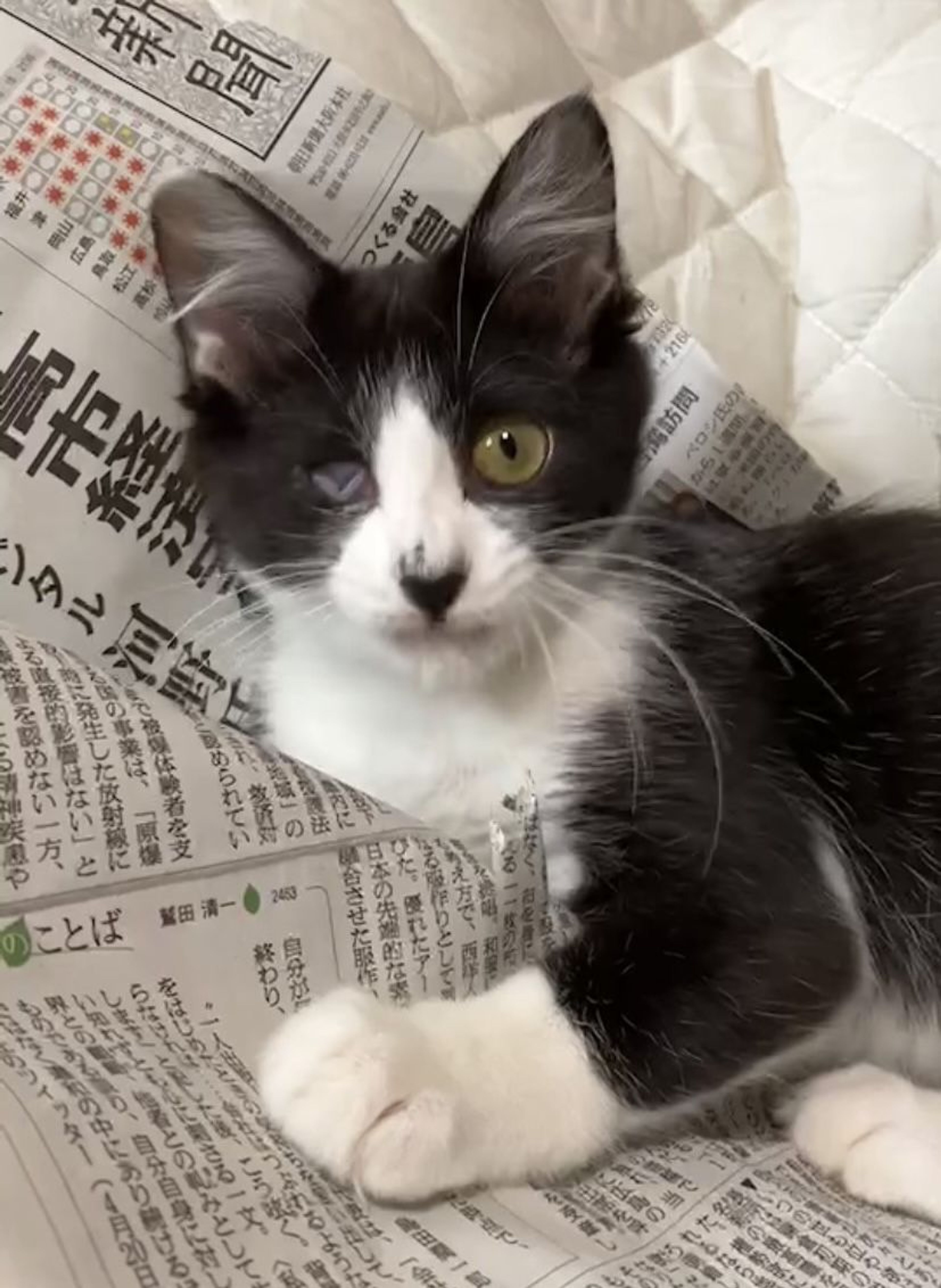 pet-image-2