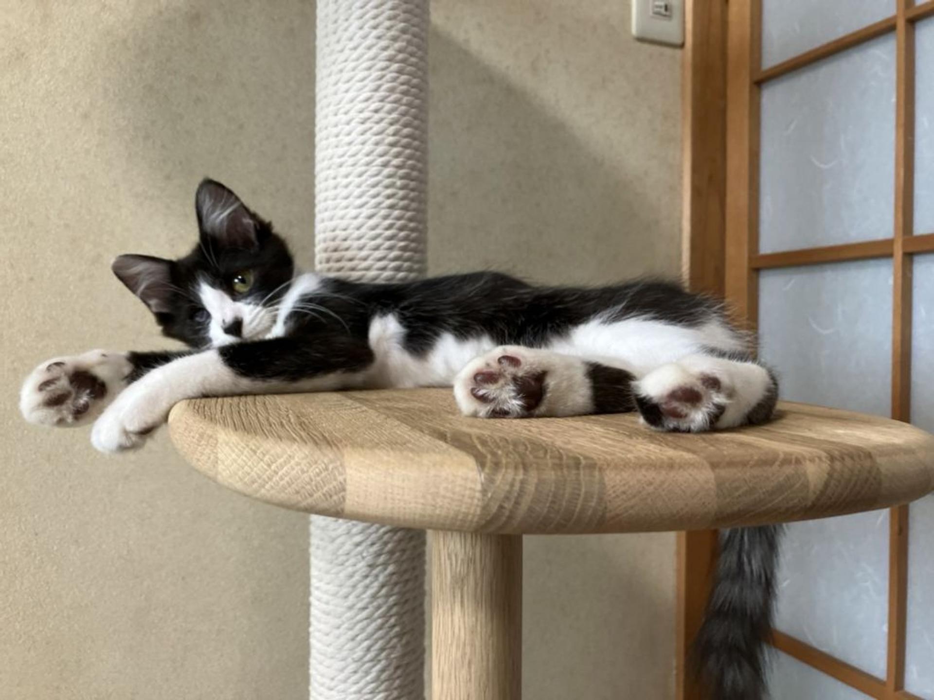 pet-image-4