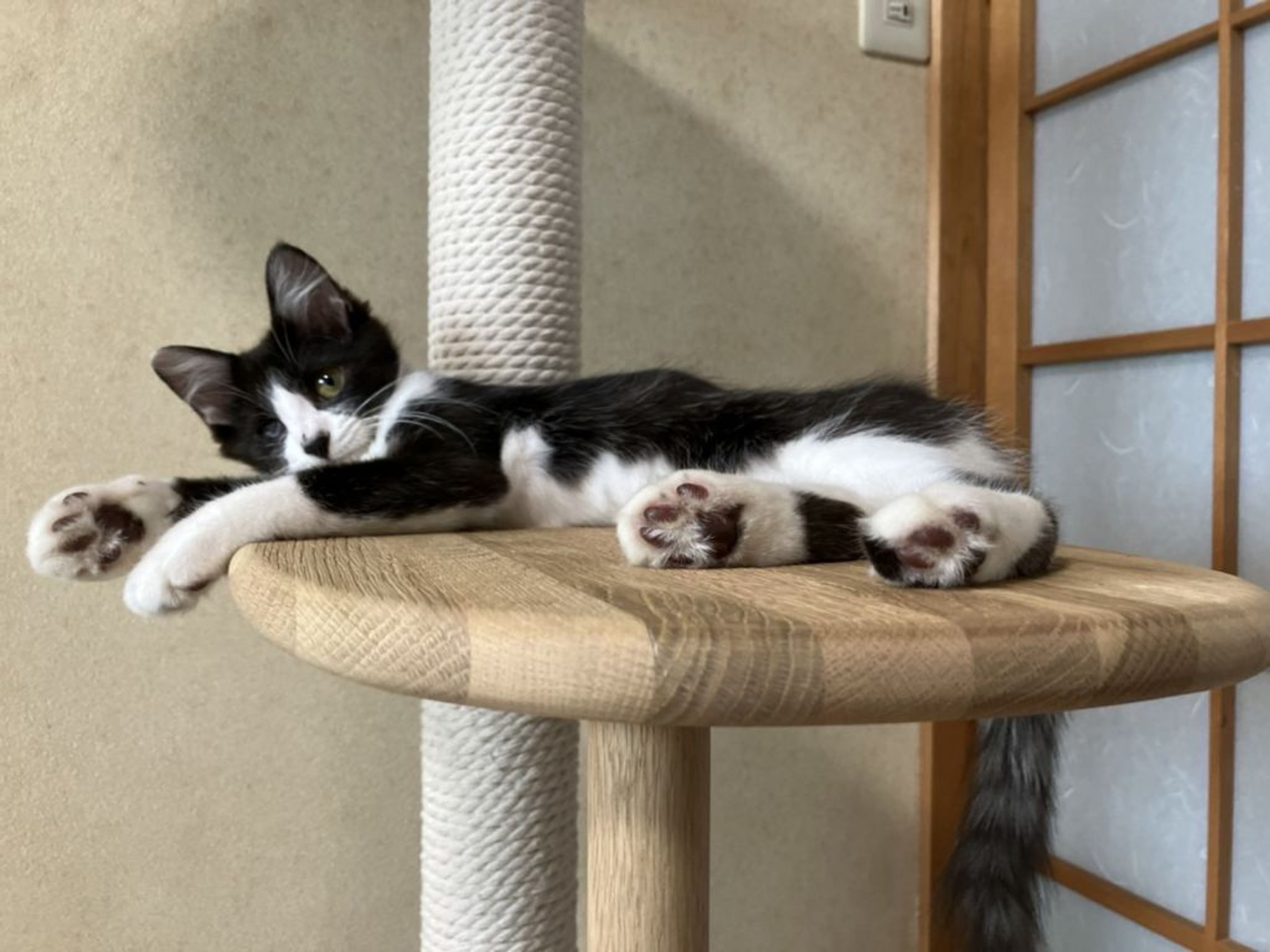 pet-image-4