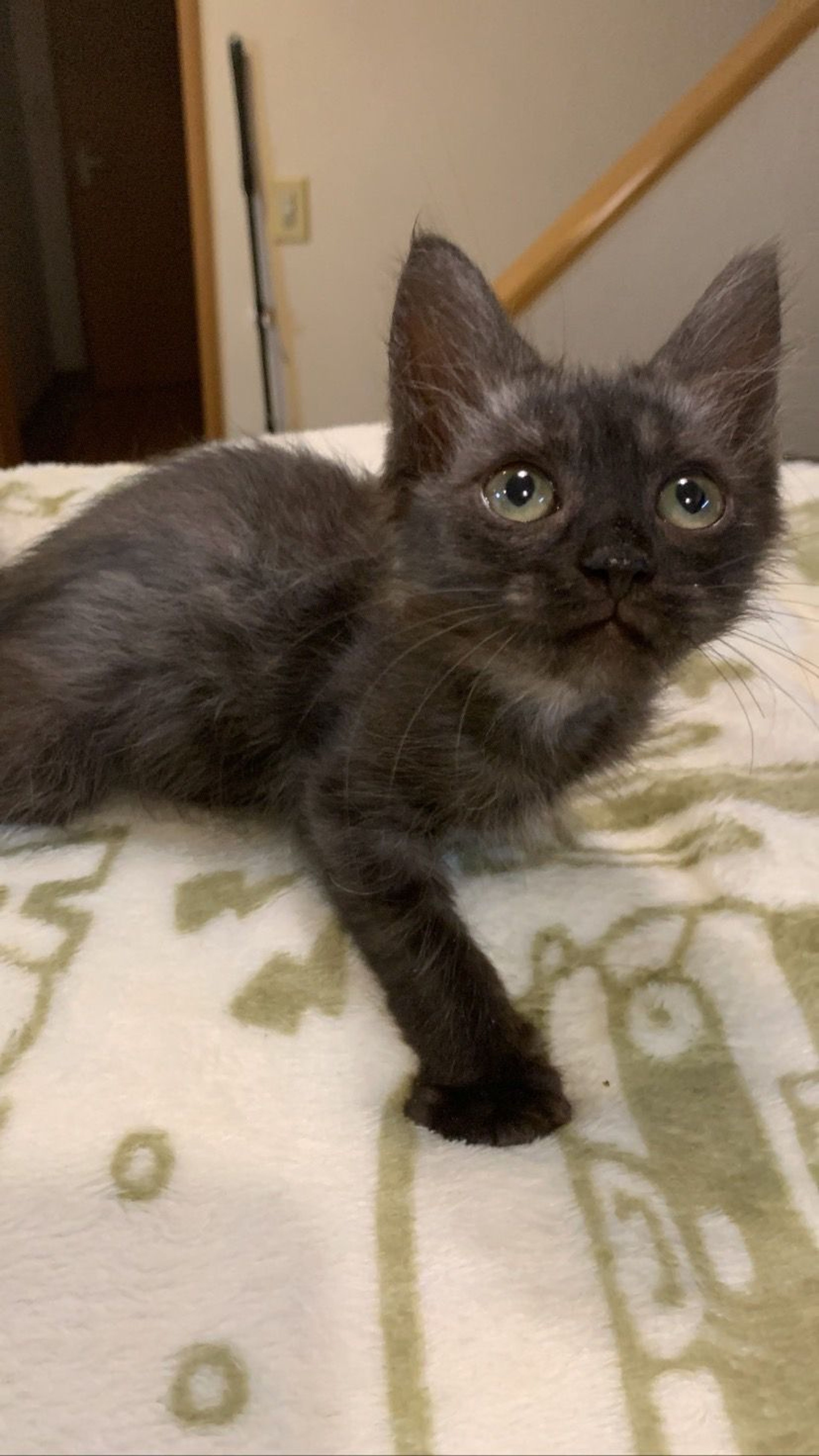 雑種（ミックス猫）・メスの里親募集の写真