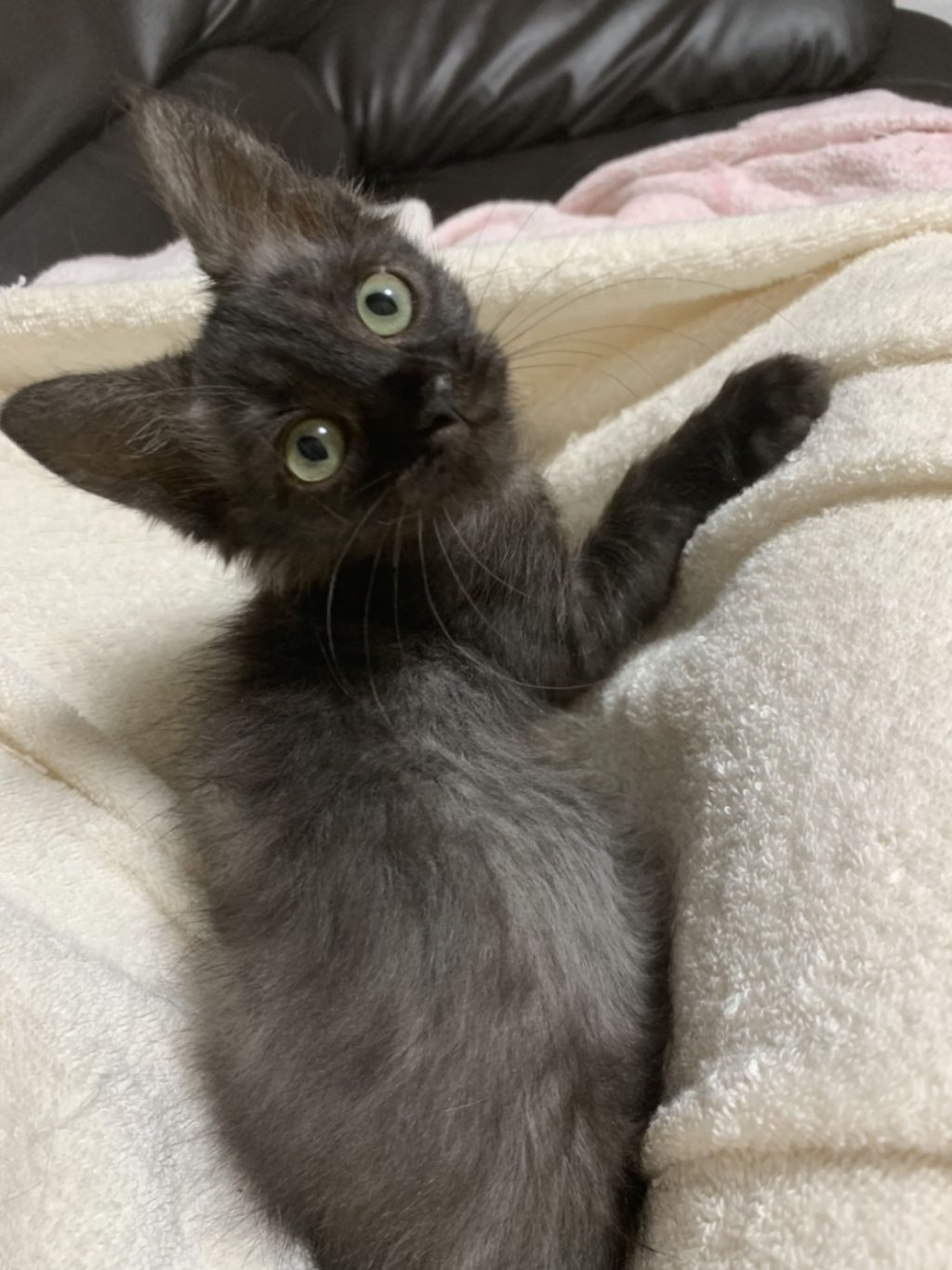 pet-image-3