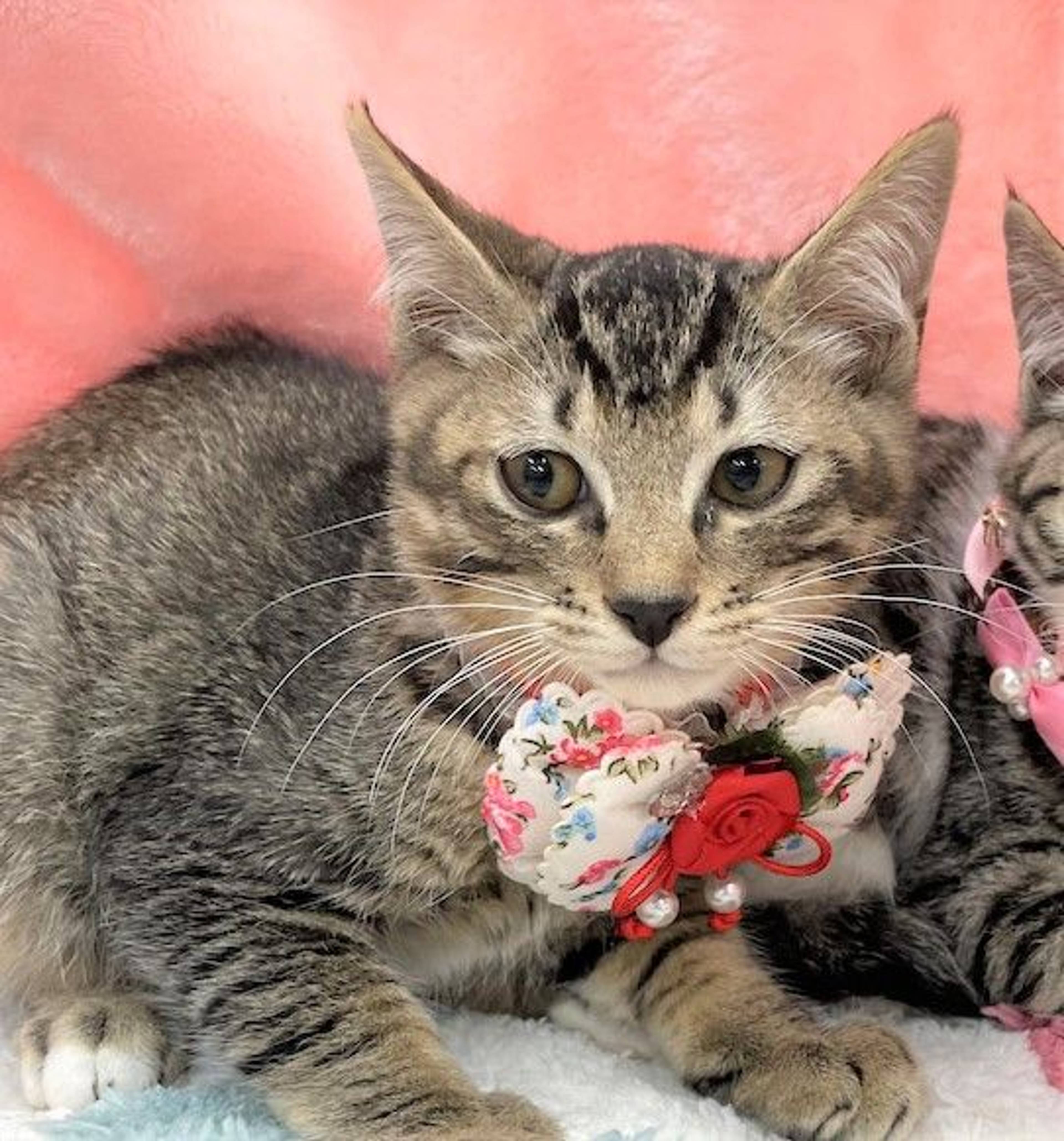 雑種（ミックス猫）・オスの里親募集の写真
