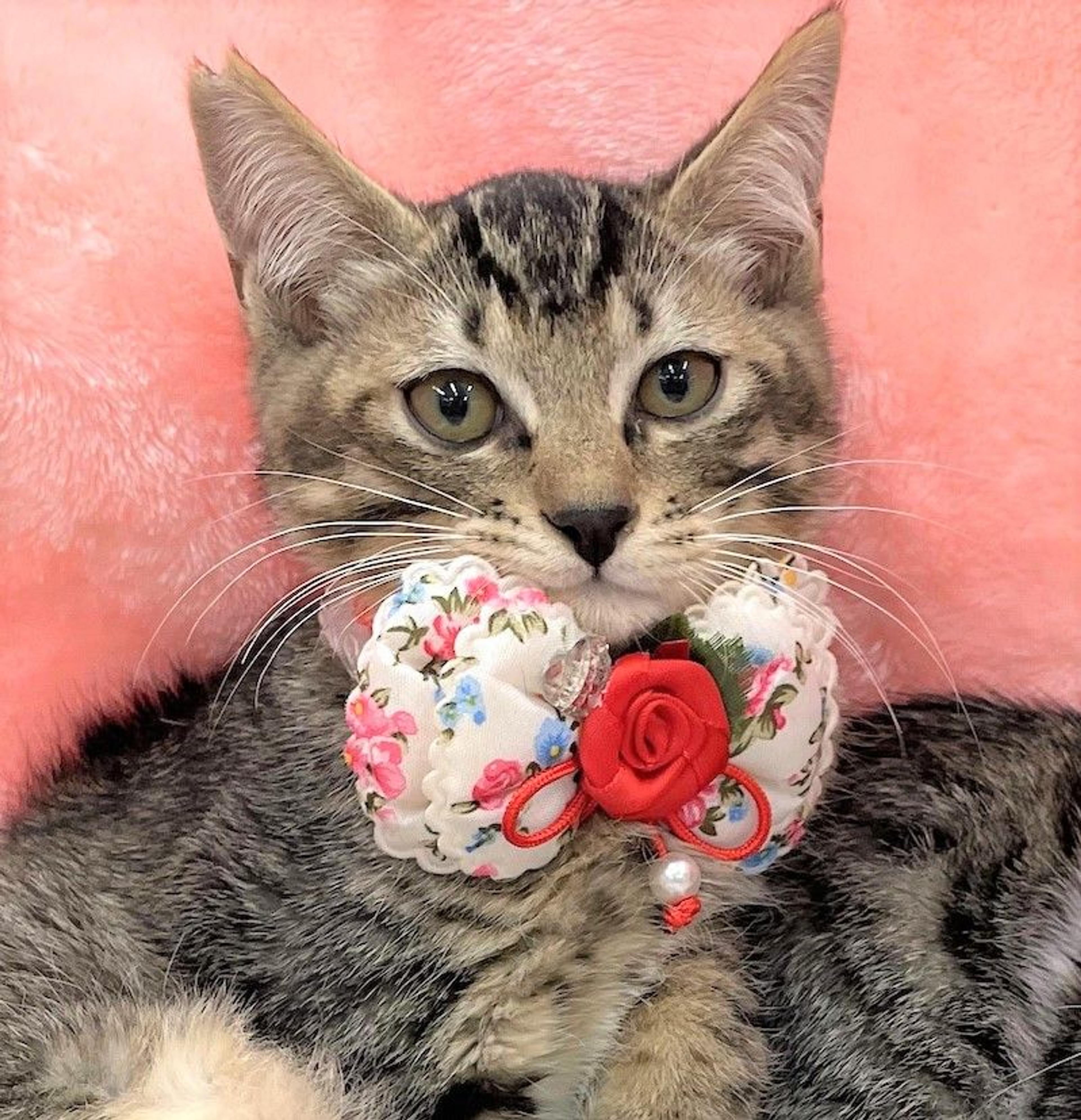 pet-image-3