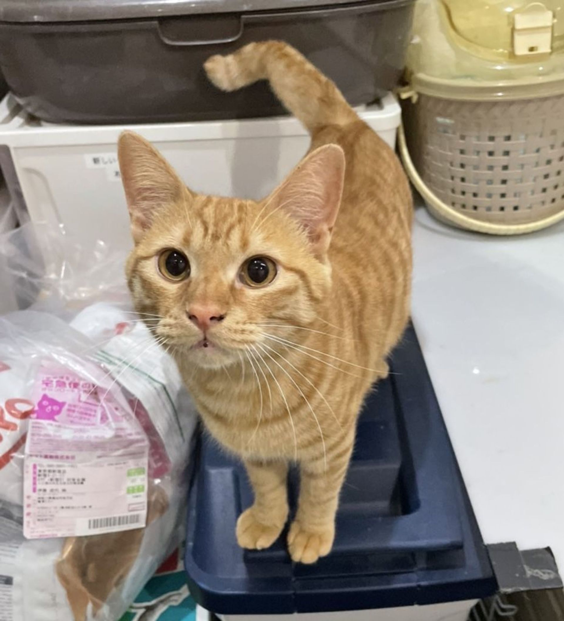 雑種（ミックス猫）・オスの里親募集の写真
