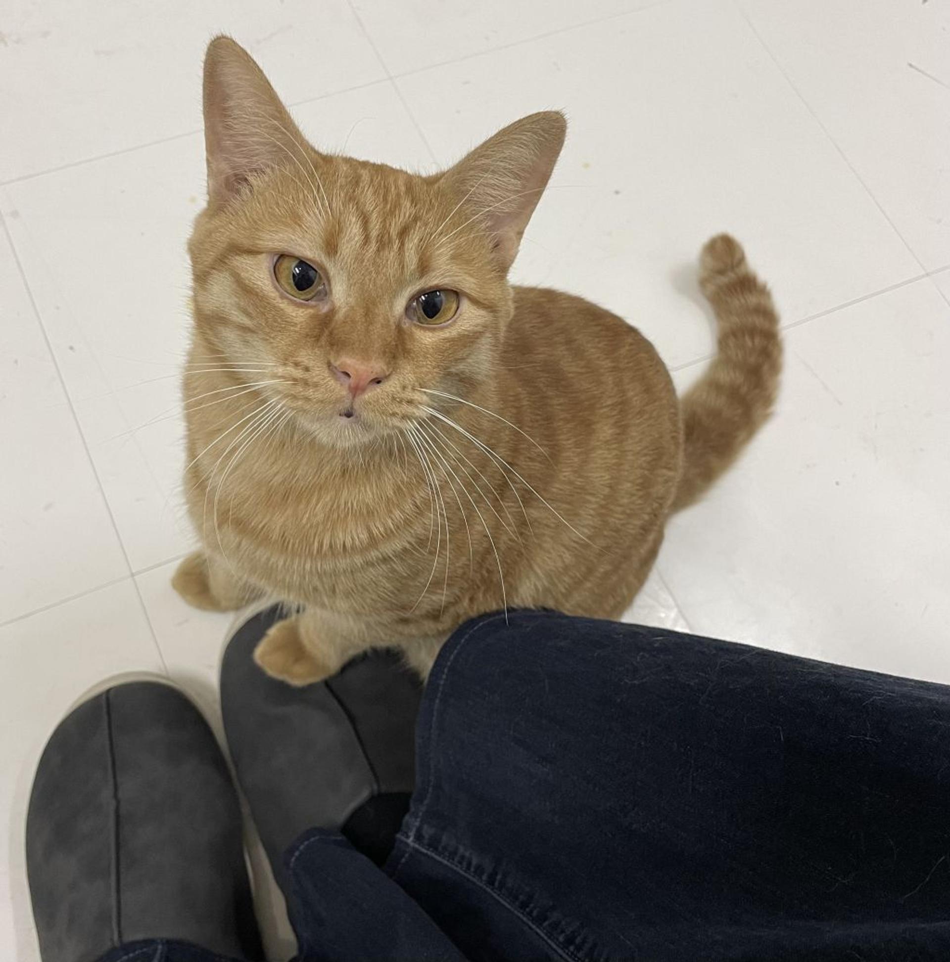 pet-image-5