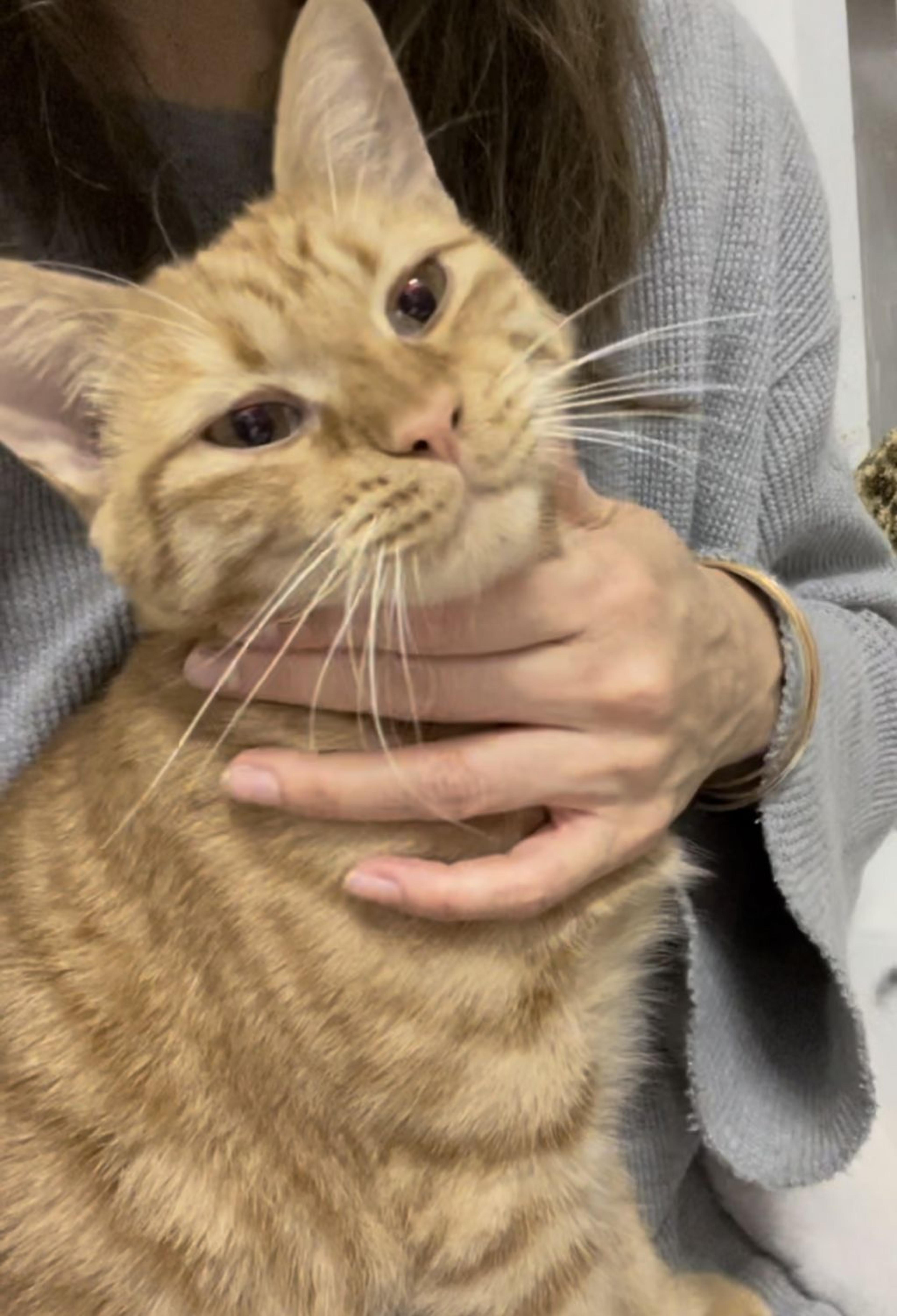 pet-image-7