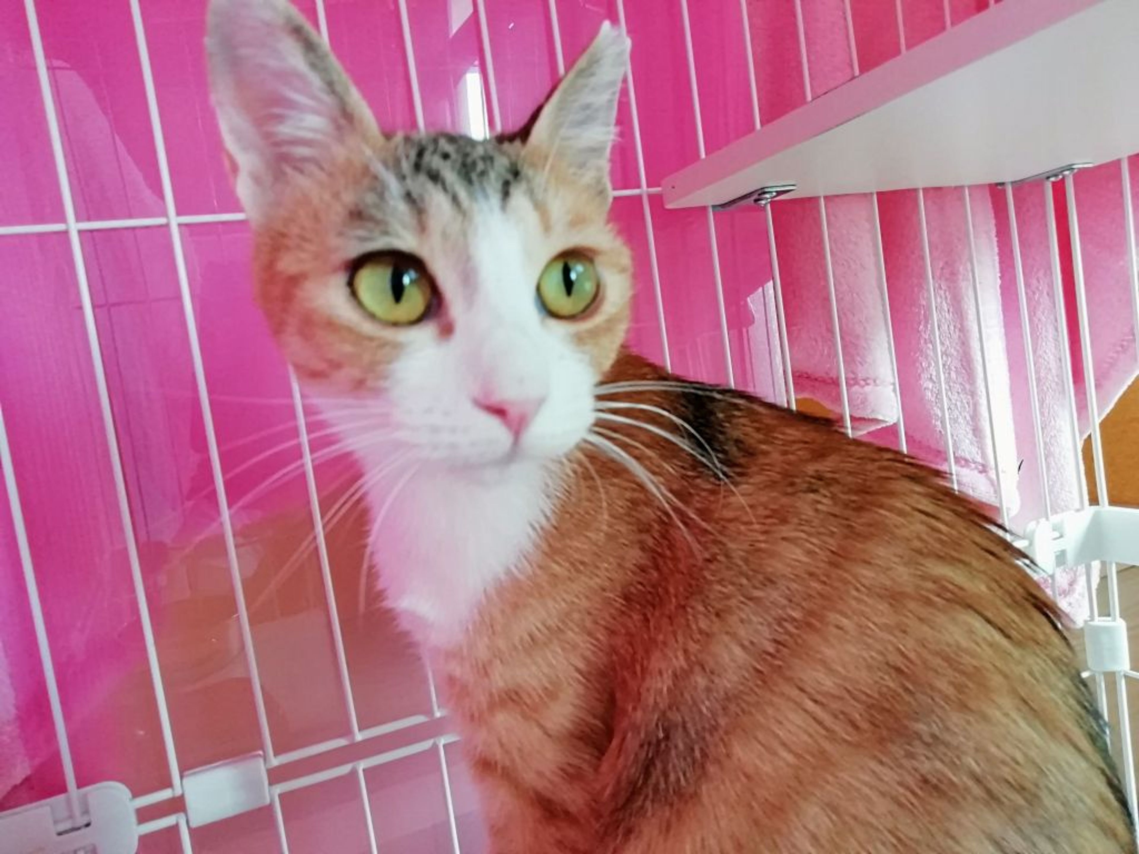 雑種（ミックス猫）・メスの里親募集の写真