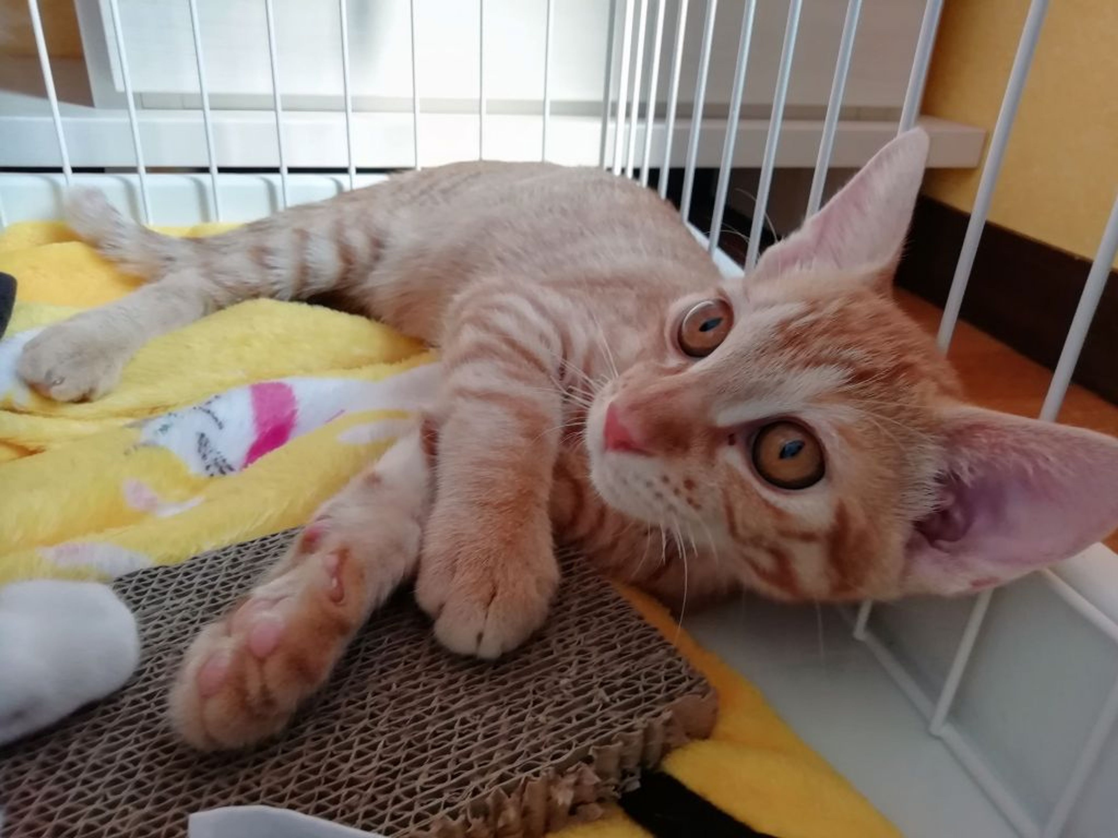 pet-image-3