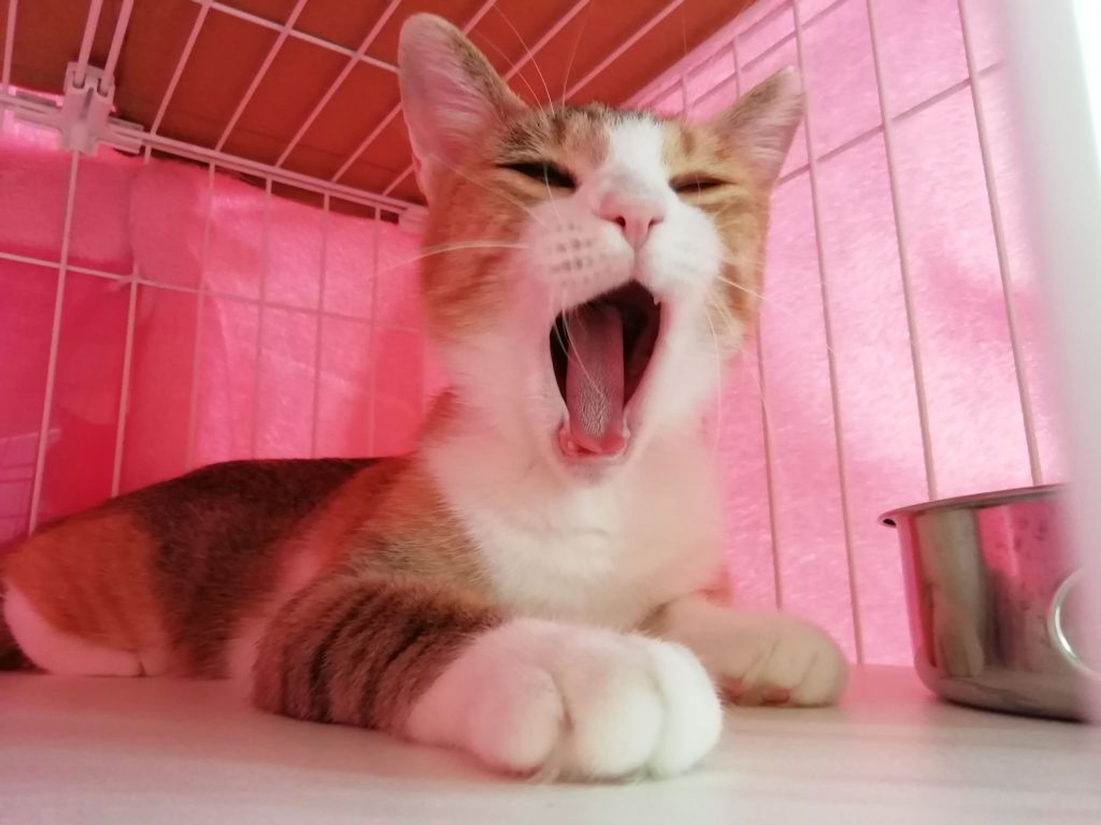 pet-image-5