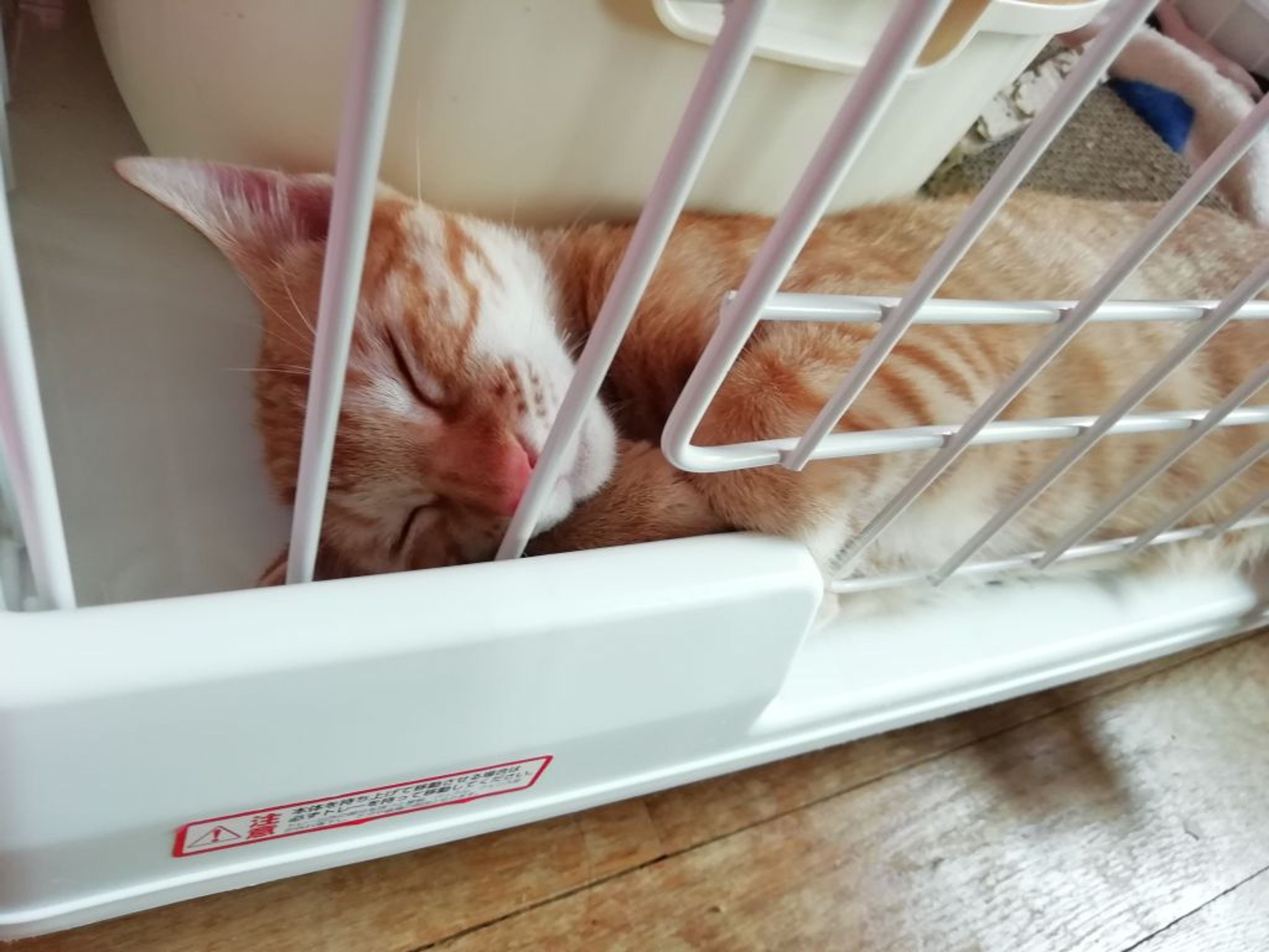pet-image-7