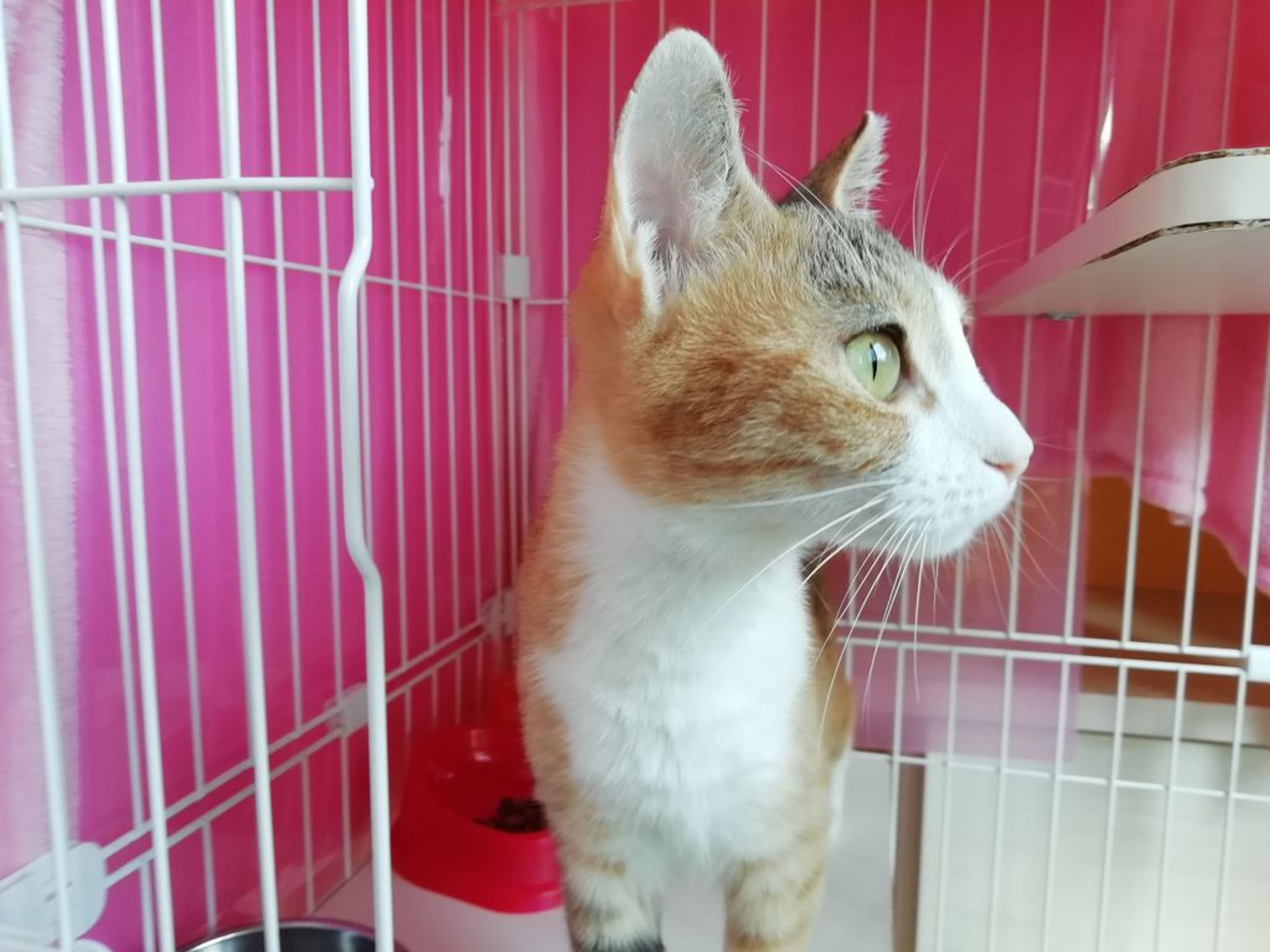 pet-image-9