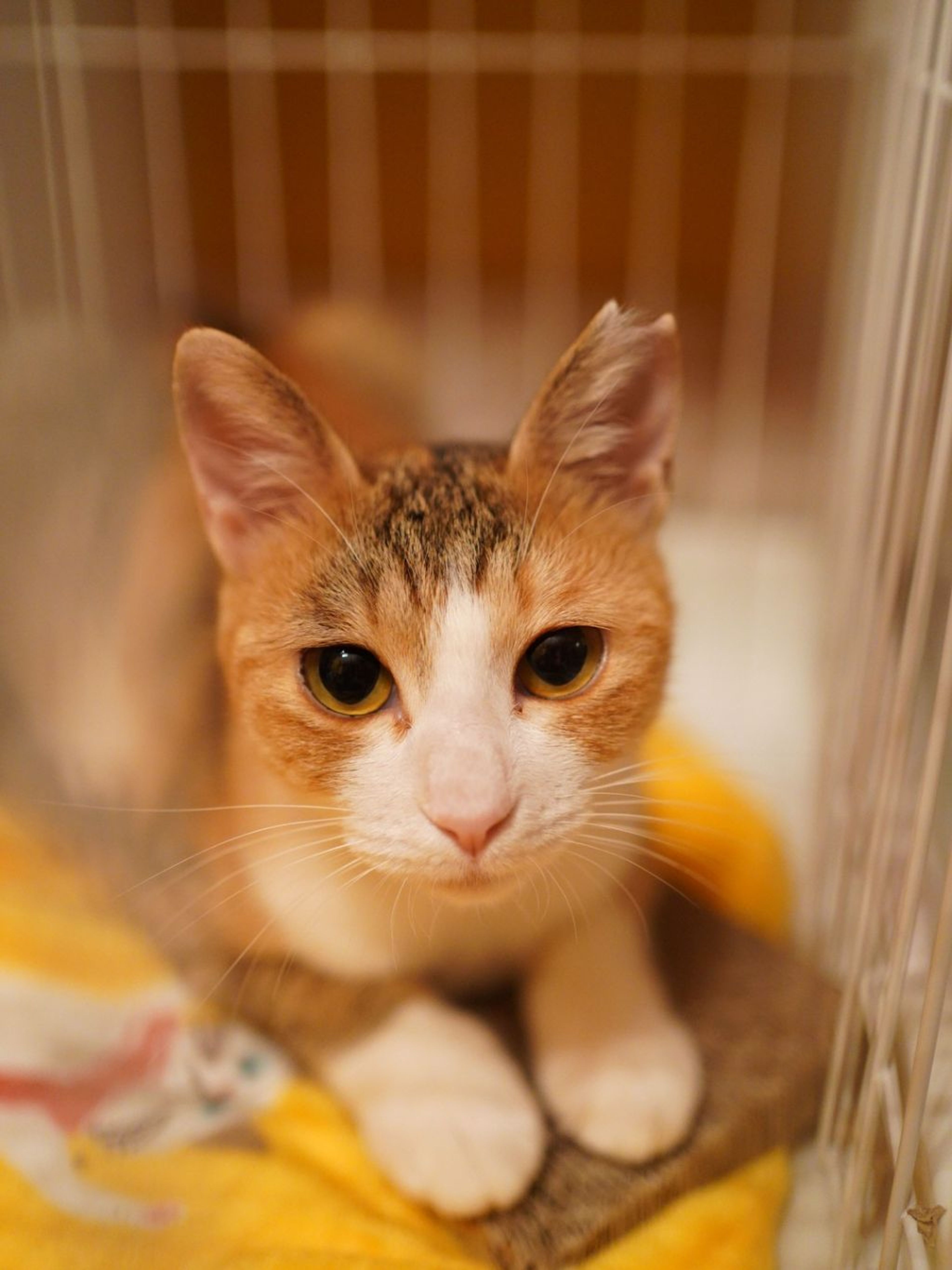 pet-image-2