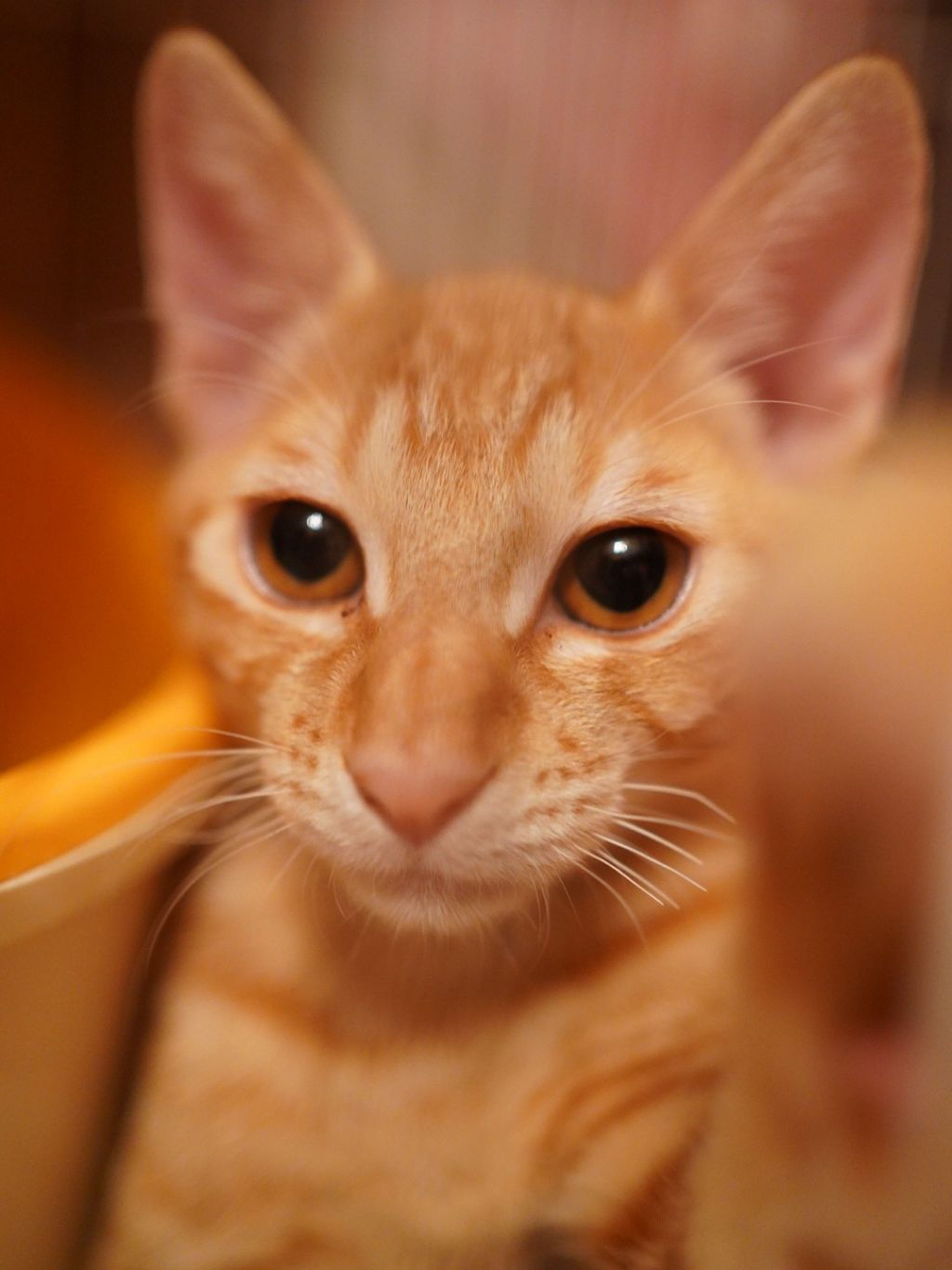 pet-image-4