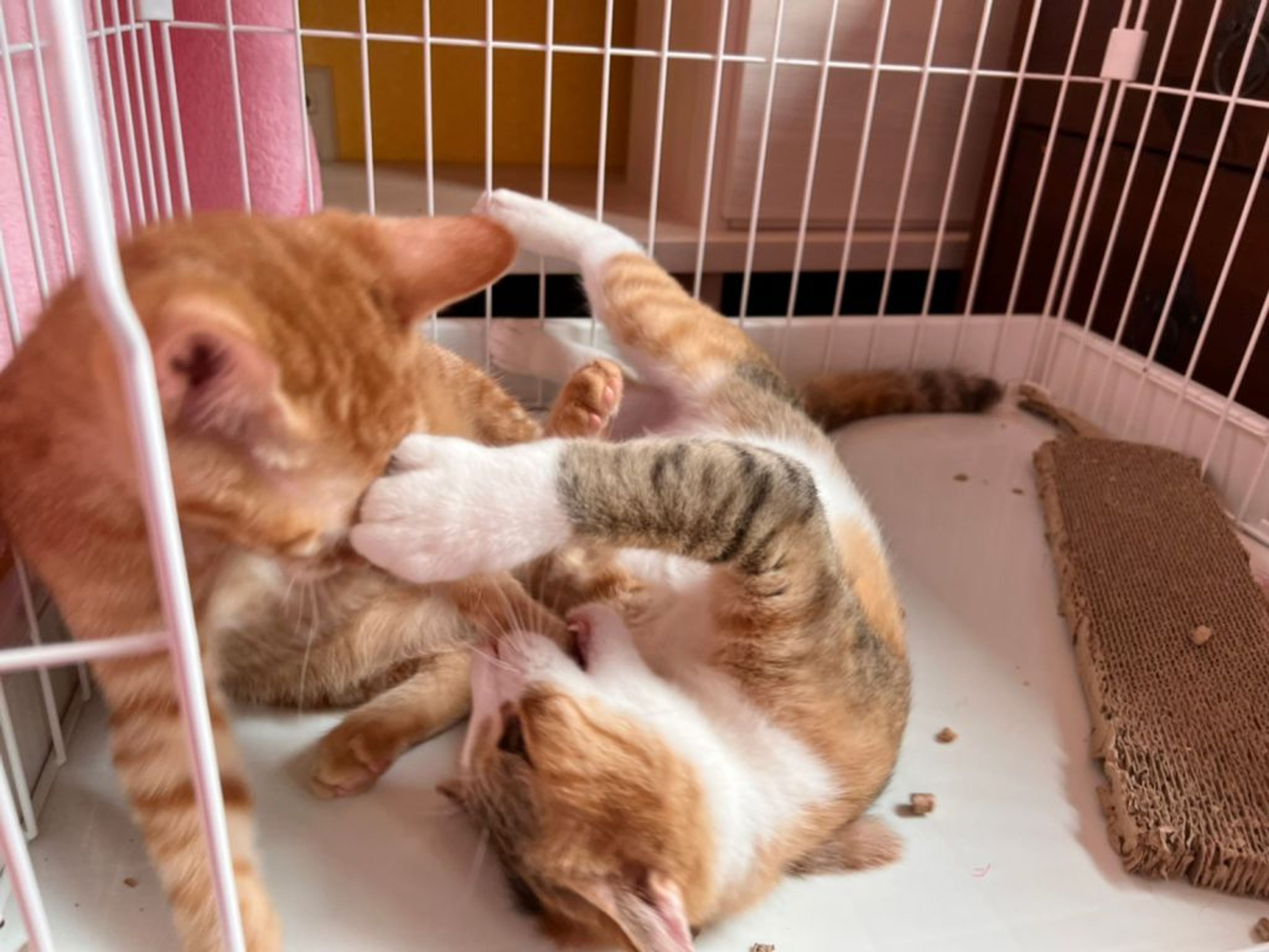 pet-image-8