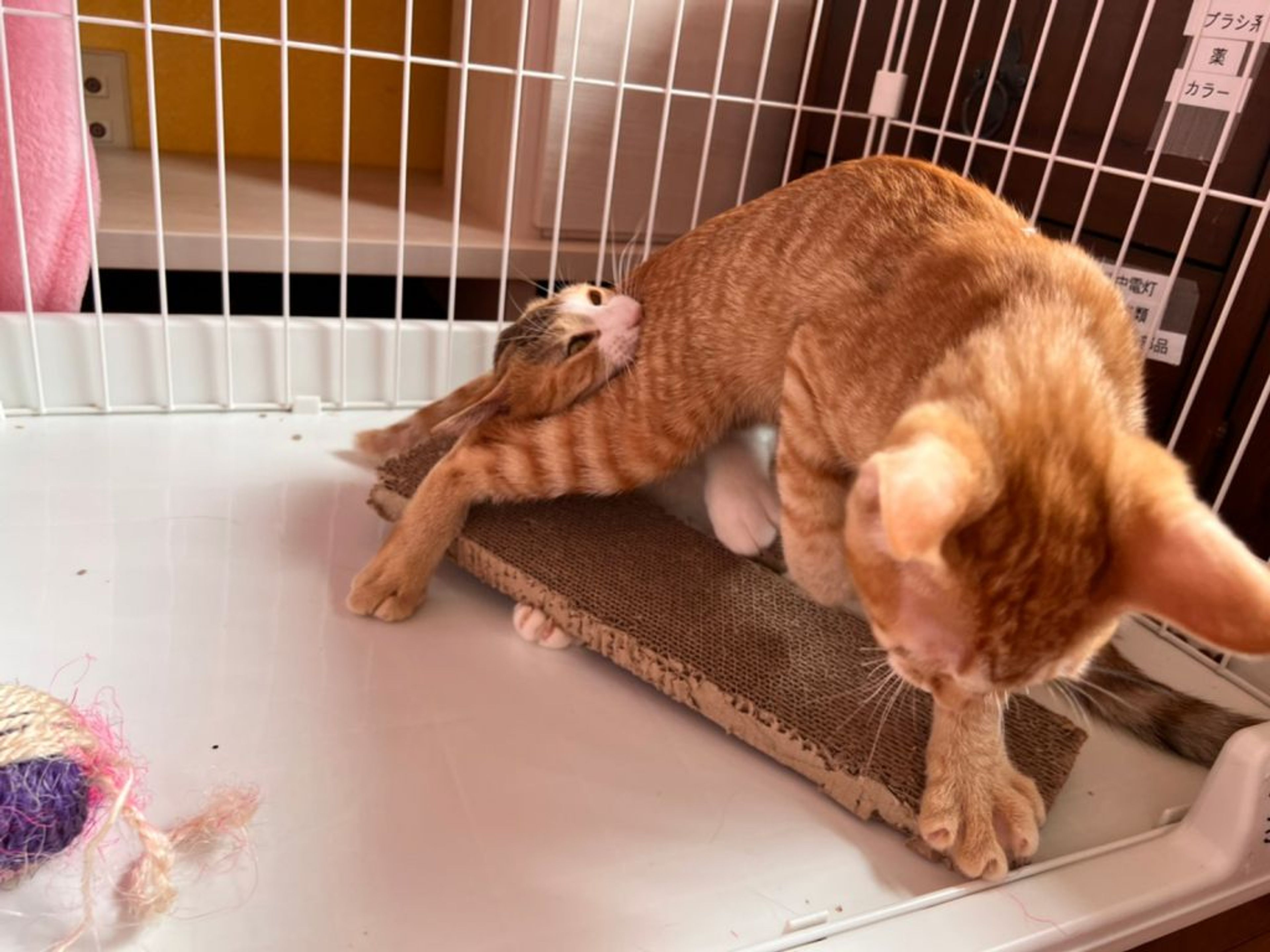 pet-image-10