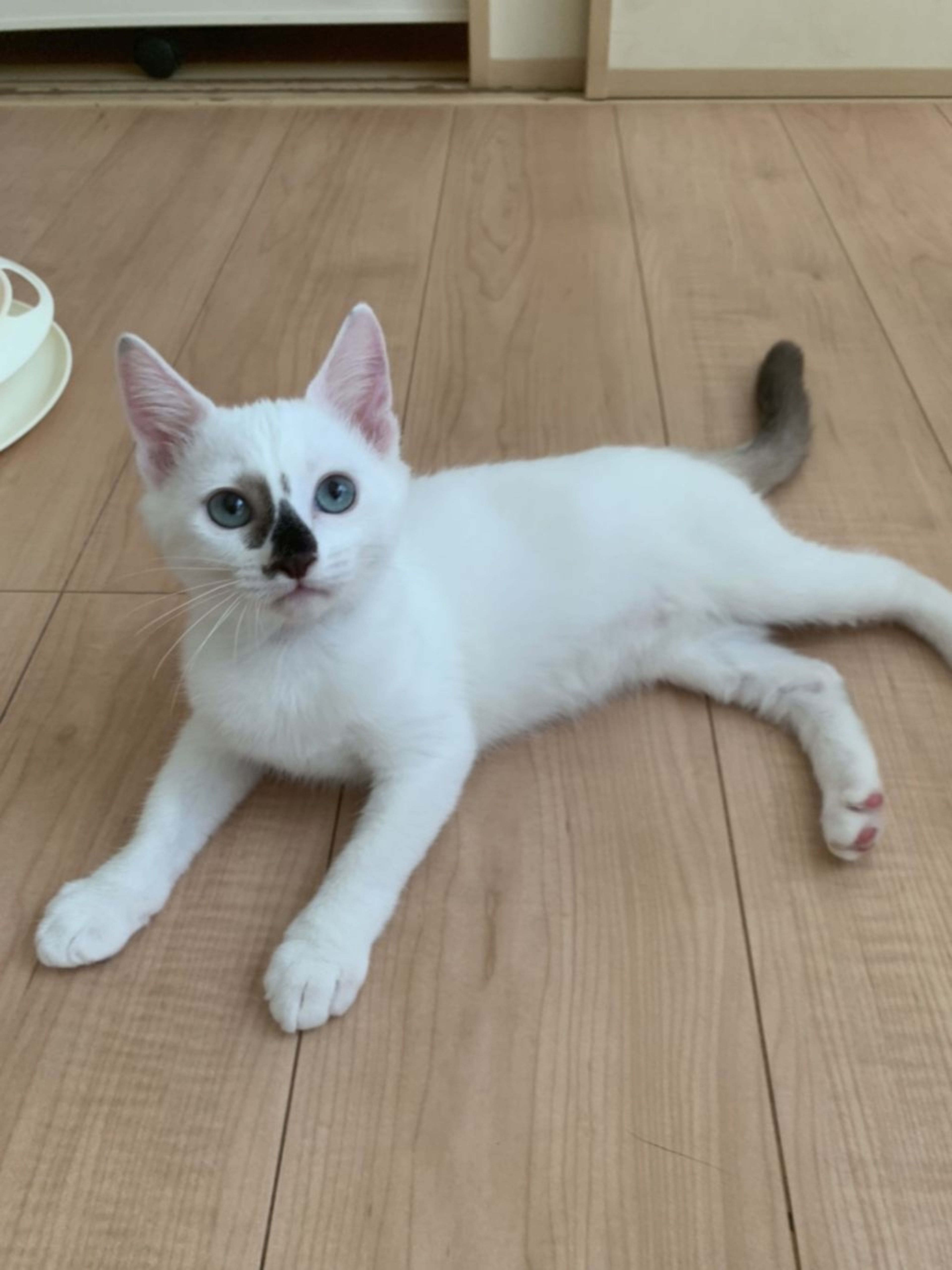 雑種（ミックス猫）・メスの里親募集の写真