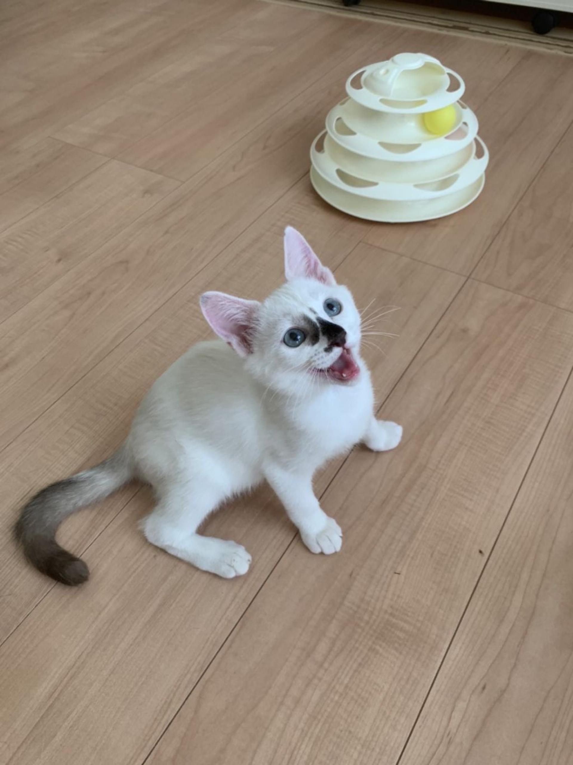 pet-image-2
