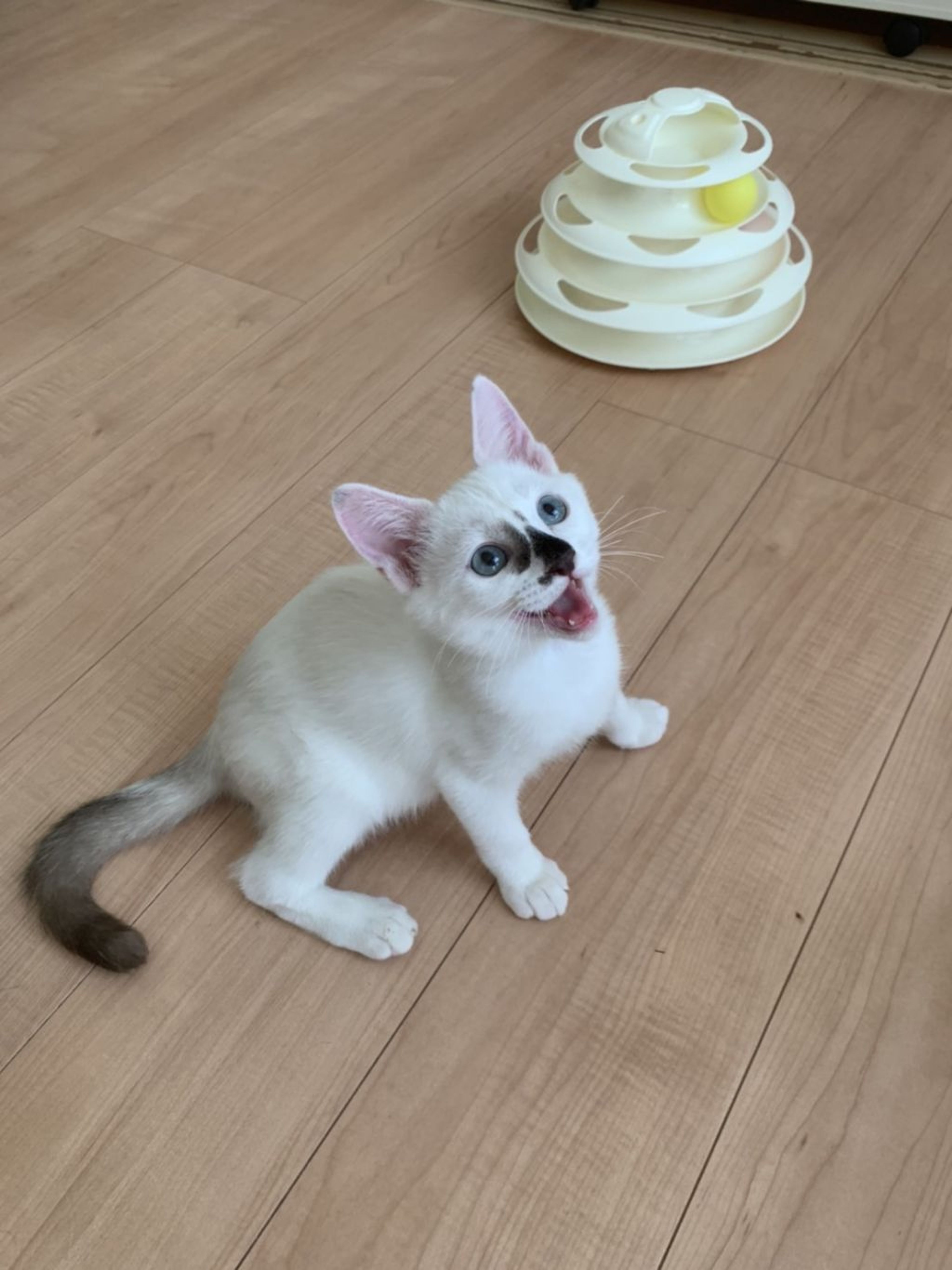 pet-image-2
