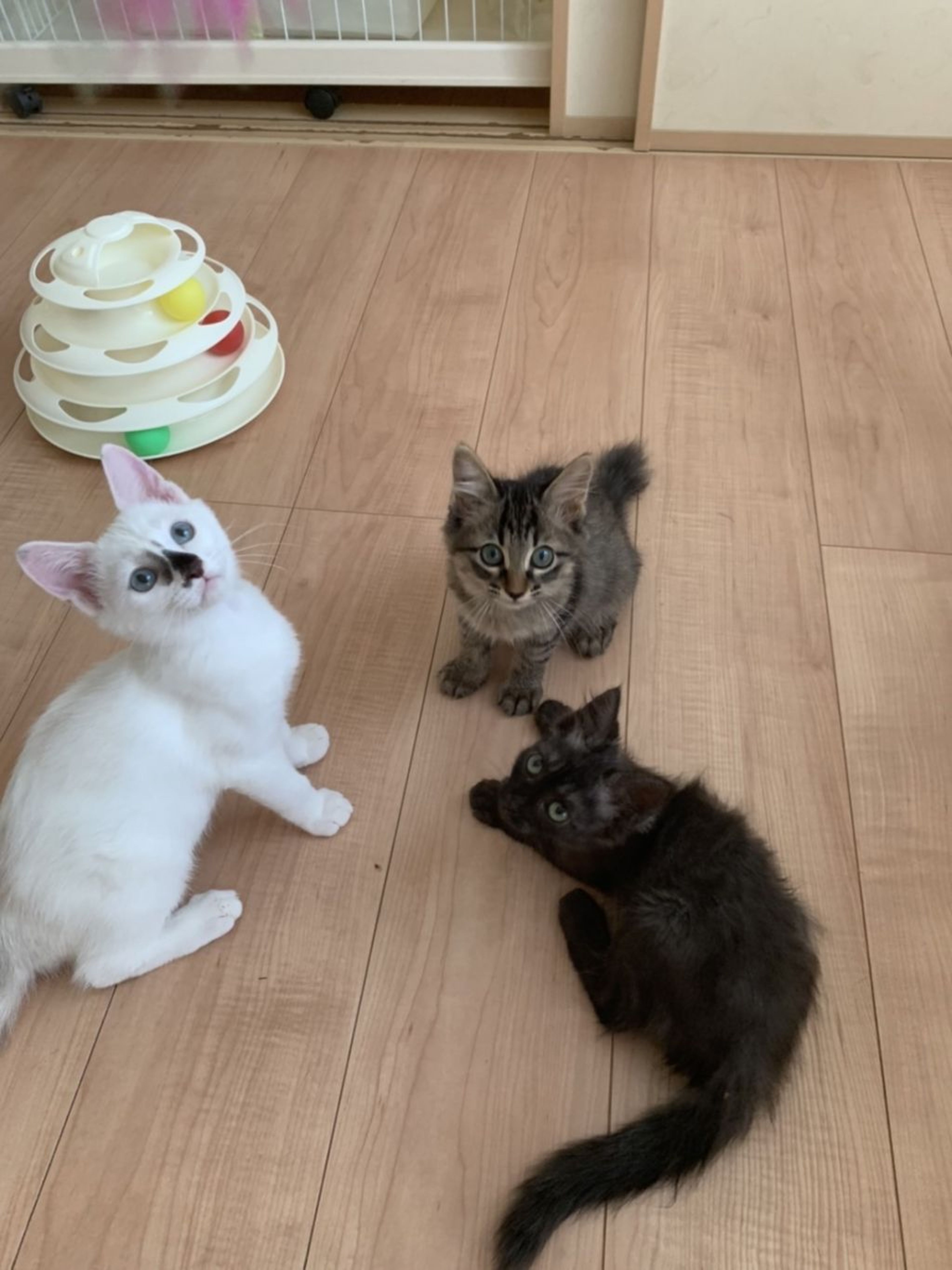 pet-image-3