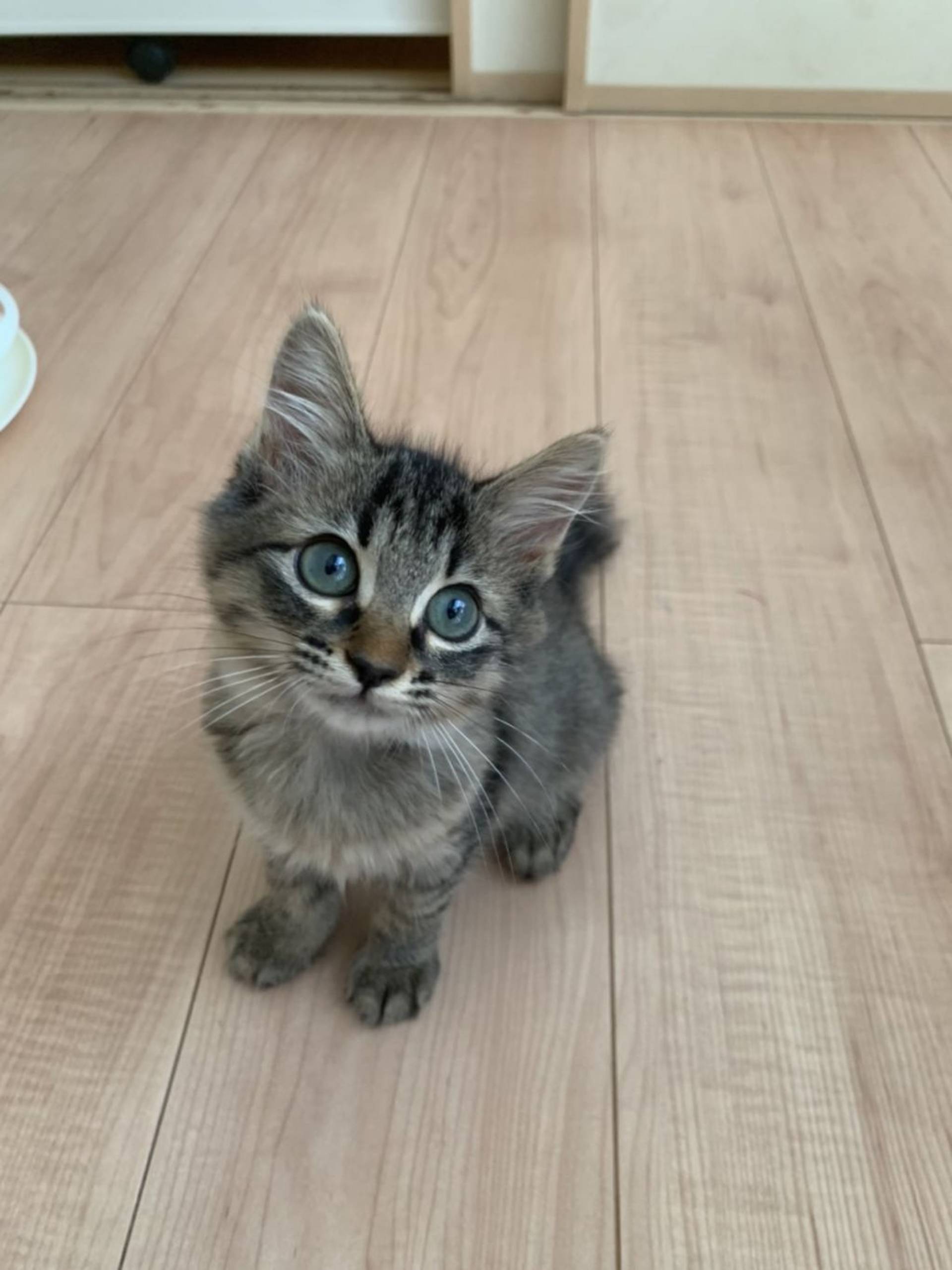 雑種（ミックス猫）・メスの里親募集の写真