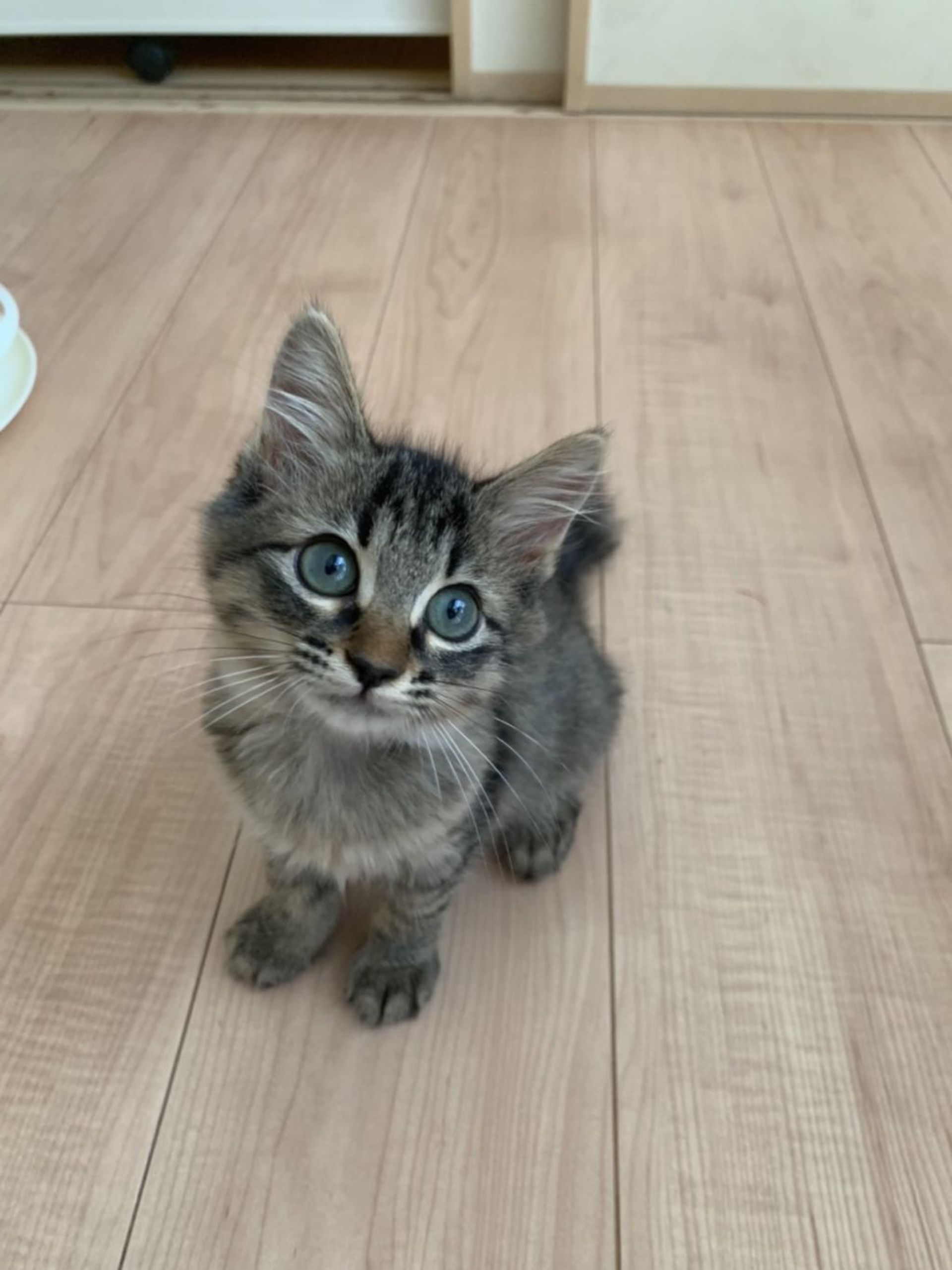 雑種（ミックス猫）・メスの里親募集の写真