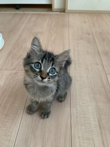 くらげの写真